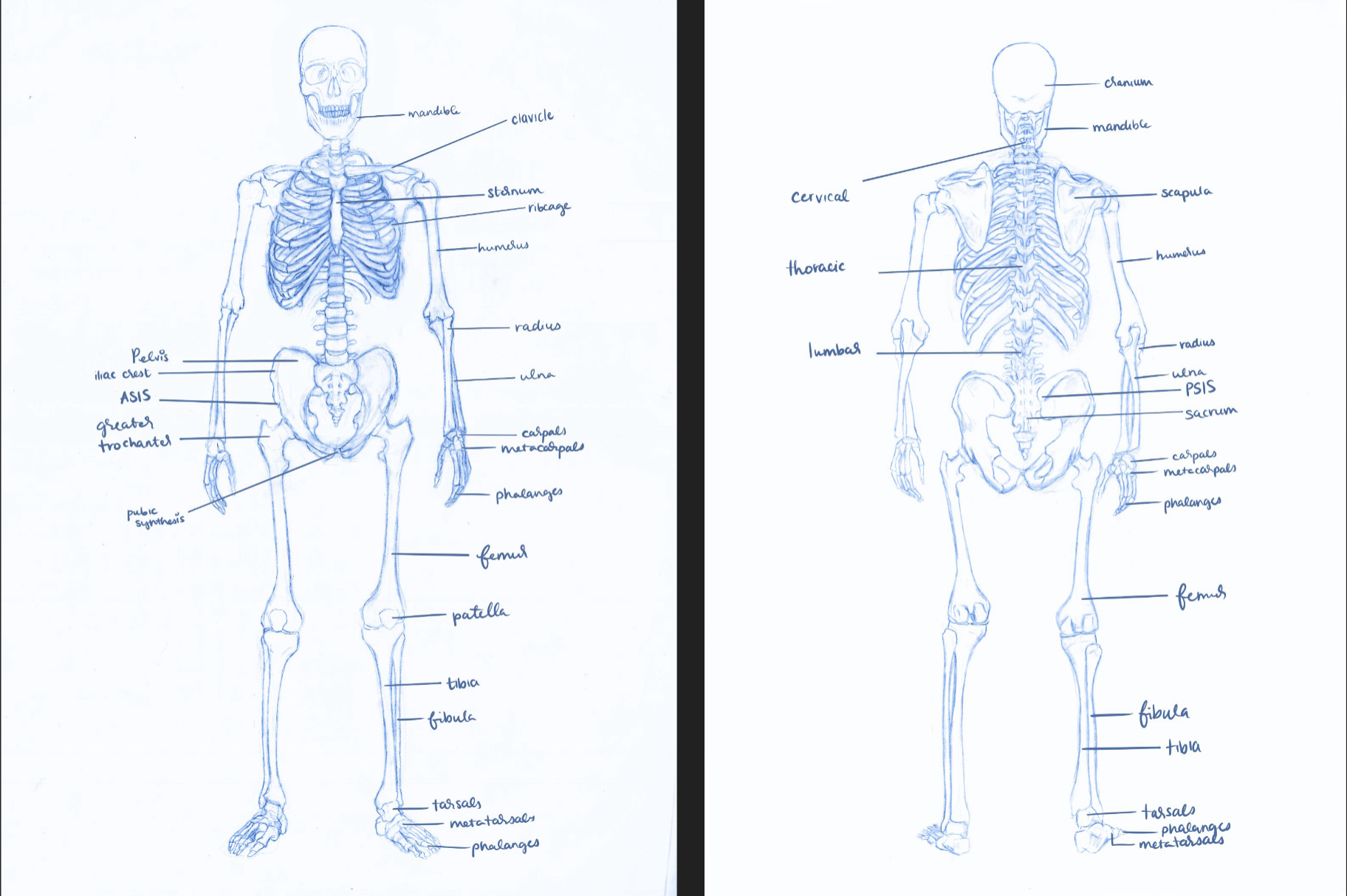 Figure I: CA, GA, IL: Front/Back Bones Labeled in Photoshop: Anatomy Project