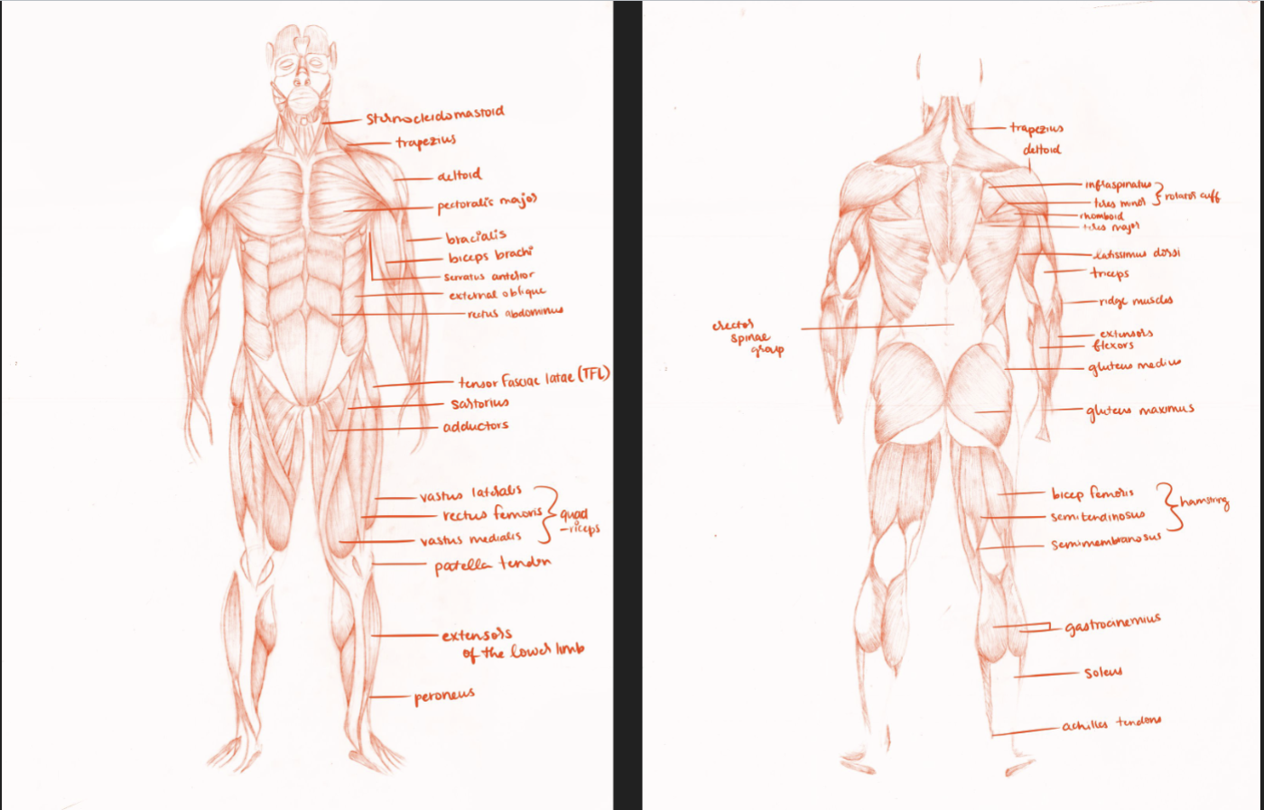  Figure I: Computer Animation, Game Art, and Illustration: Anatomy Project: Front/Back Muscles Labeled in Photoshop  Colored Pencil on Paper 18” x 24” Ringling College of Art and Design 