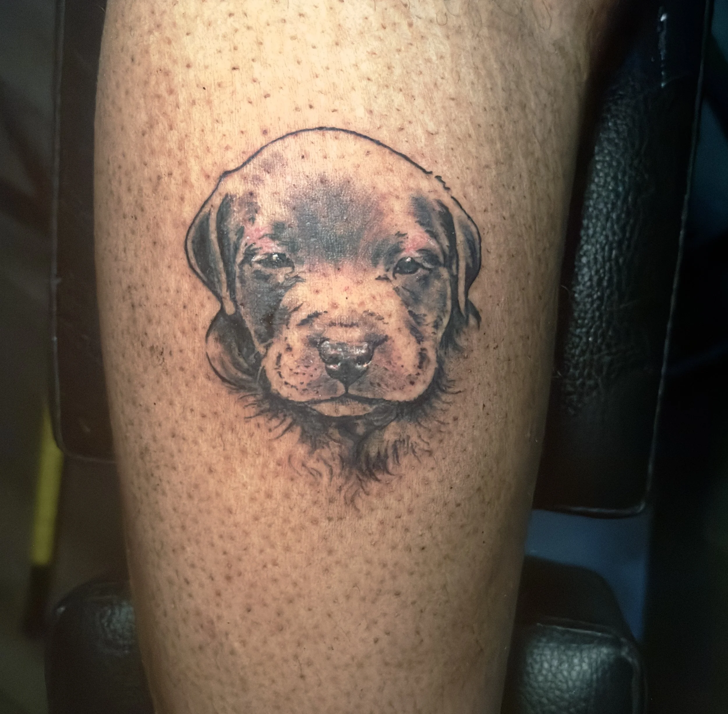 Puppy Portrait