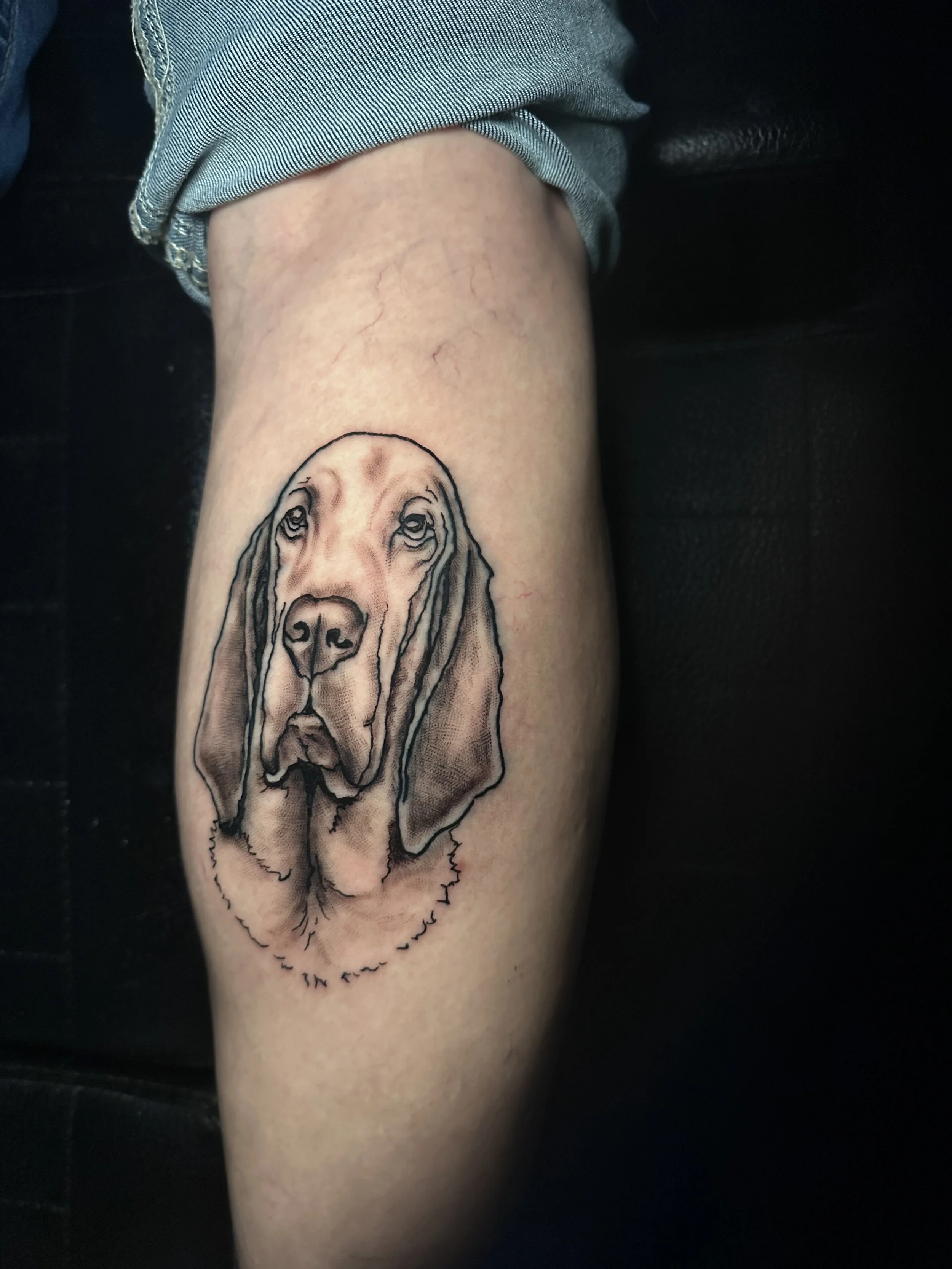 Dog Portrait