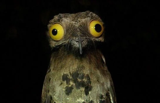CRAZY BIRD.jpg
