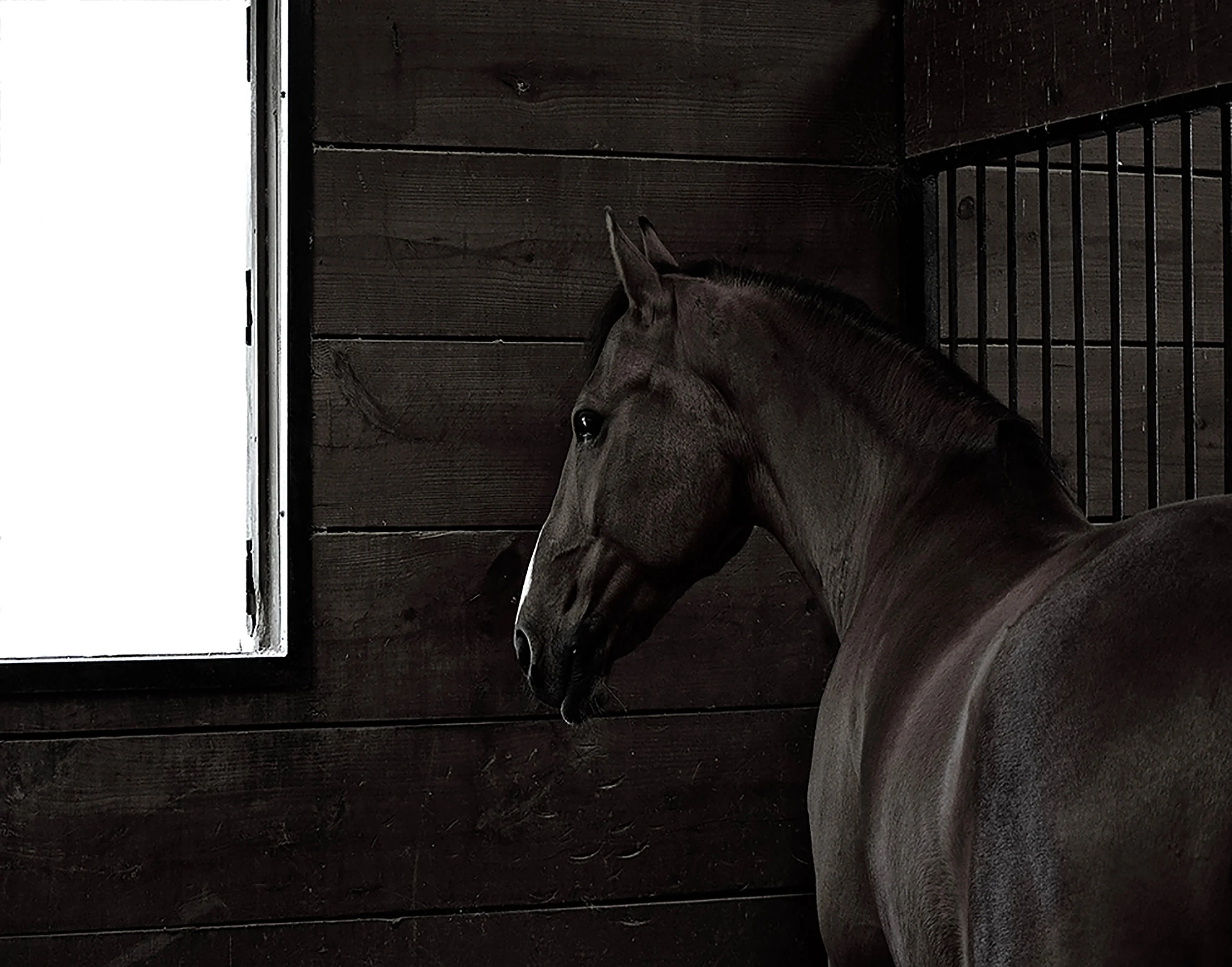 sadhorse.jpg