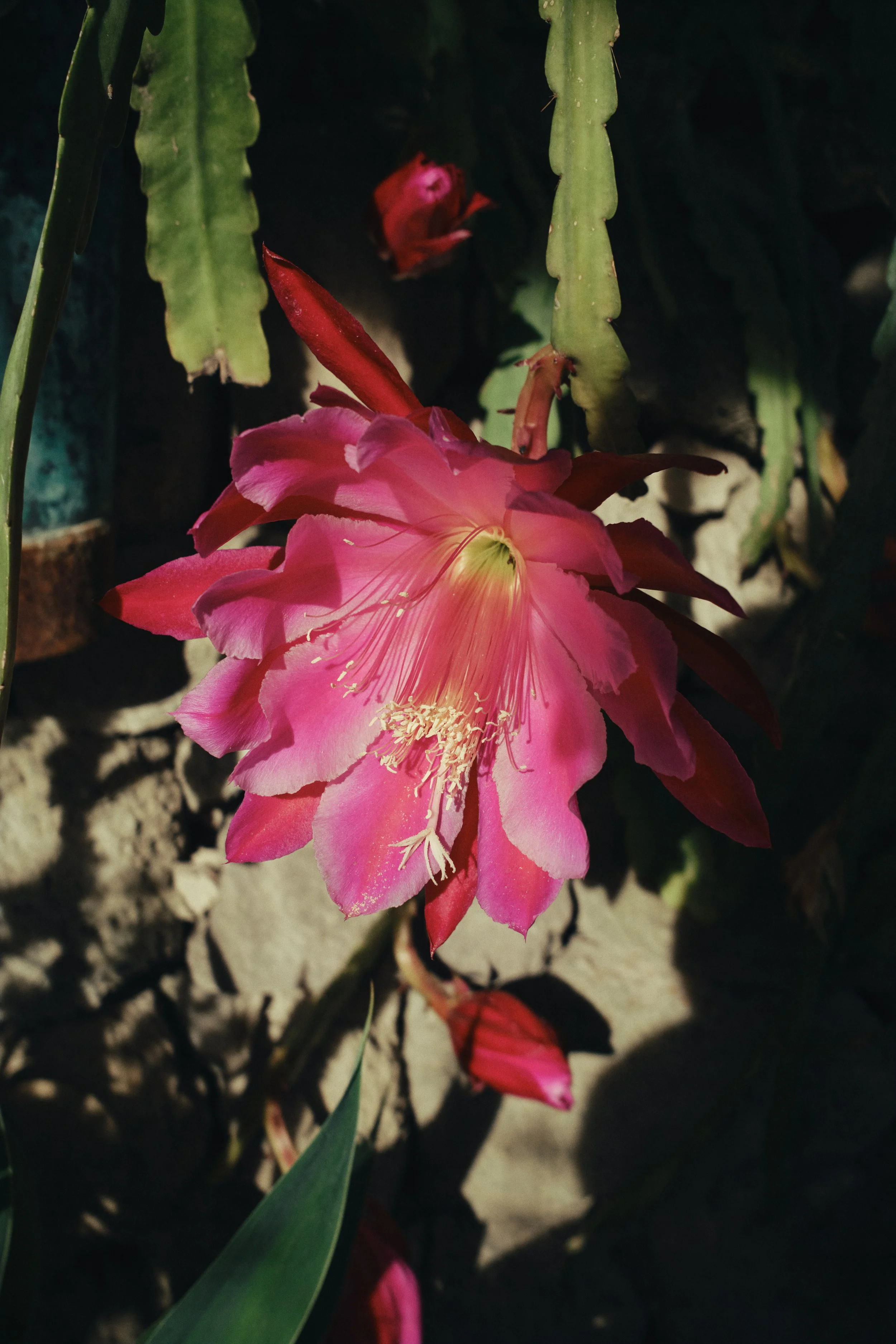 DSCF1888.jpg