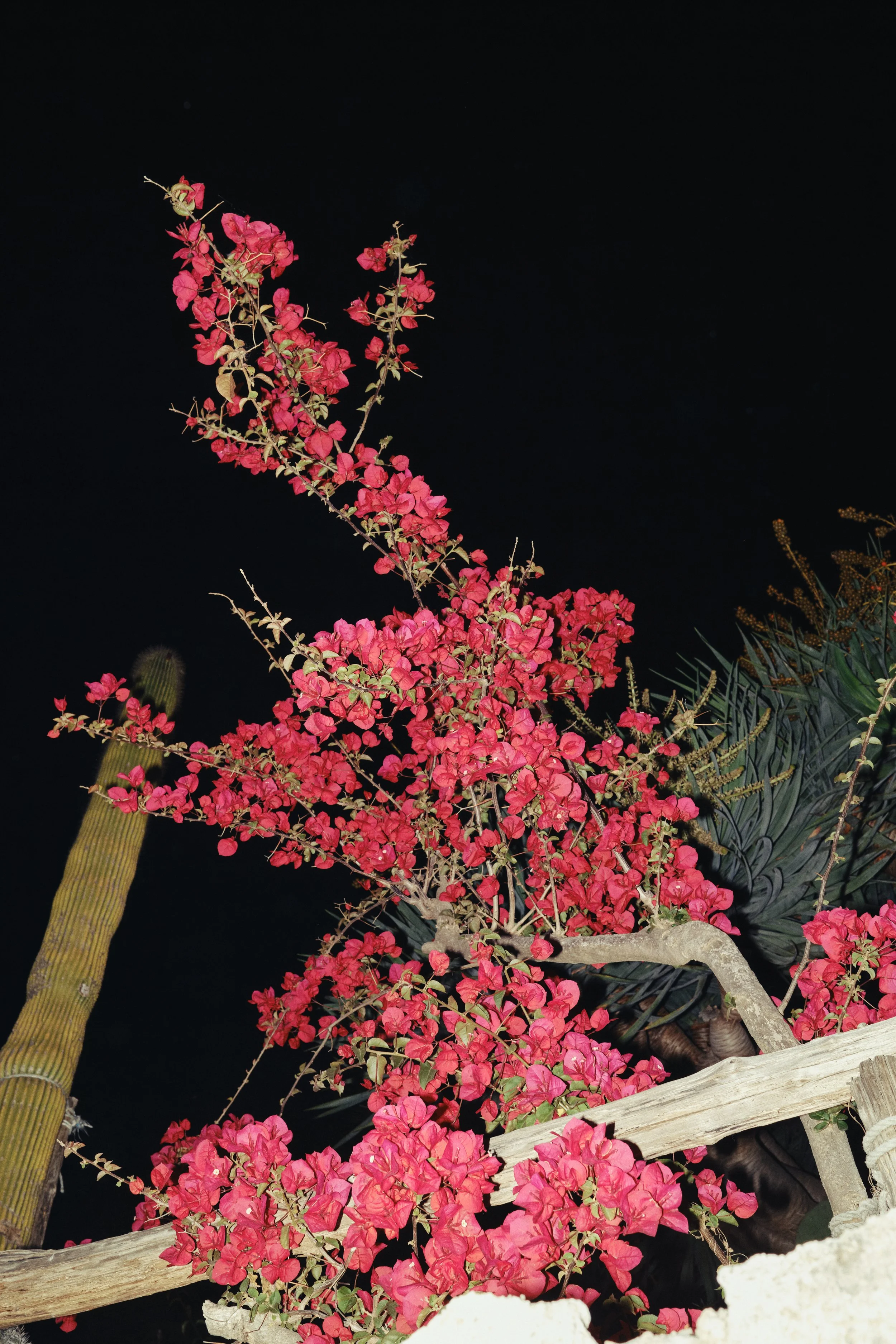 DSCF2157.jpg