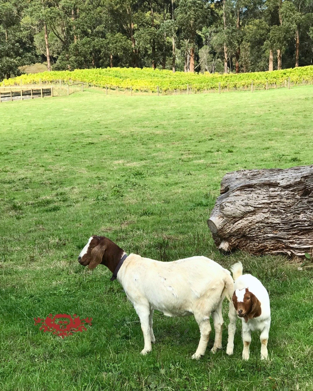 Thelma, Izy &amp; friends 🫶🏽⁠
⁠
#morningtonpeninsula #mpwine #wine #cellardoor #goats⁠