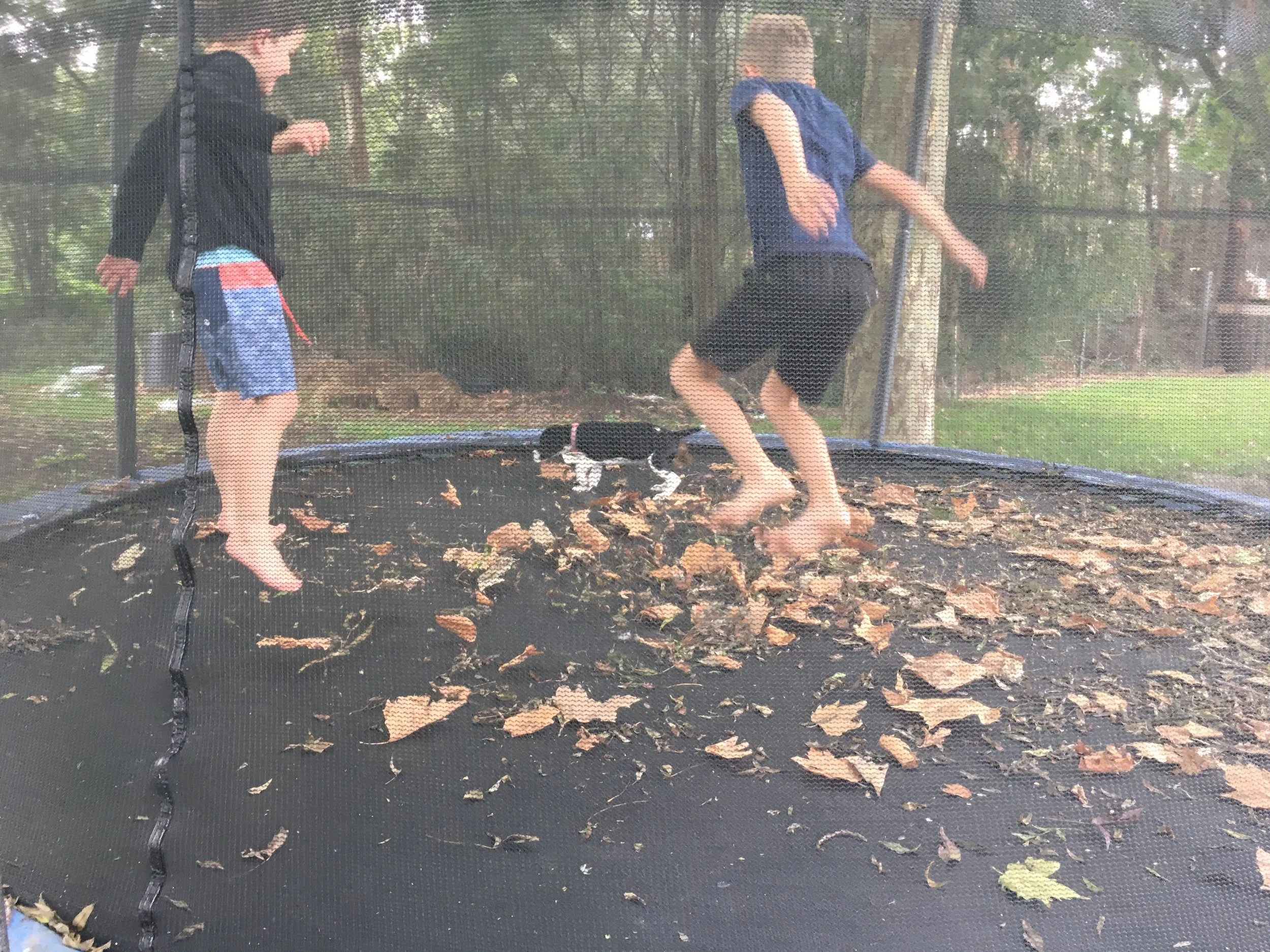 Yes. &nbsp;That's two small boys and a puppy on a trampoline. &nbsp;No, we don't do that in Jumpology classes!