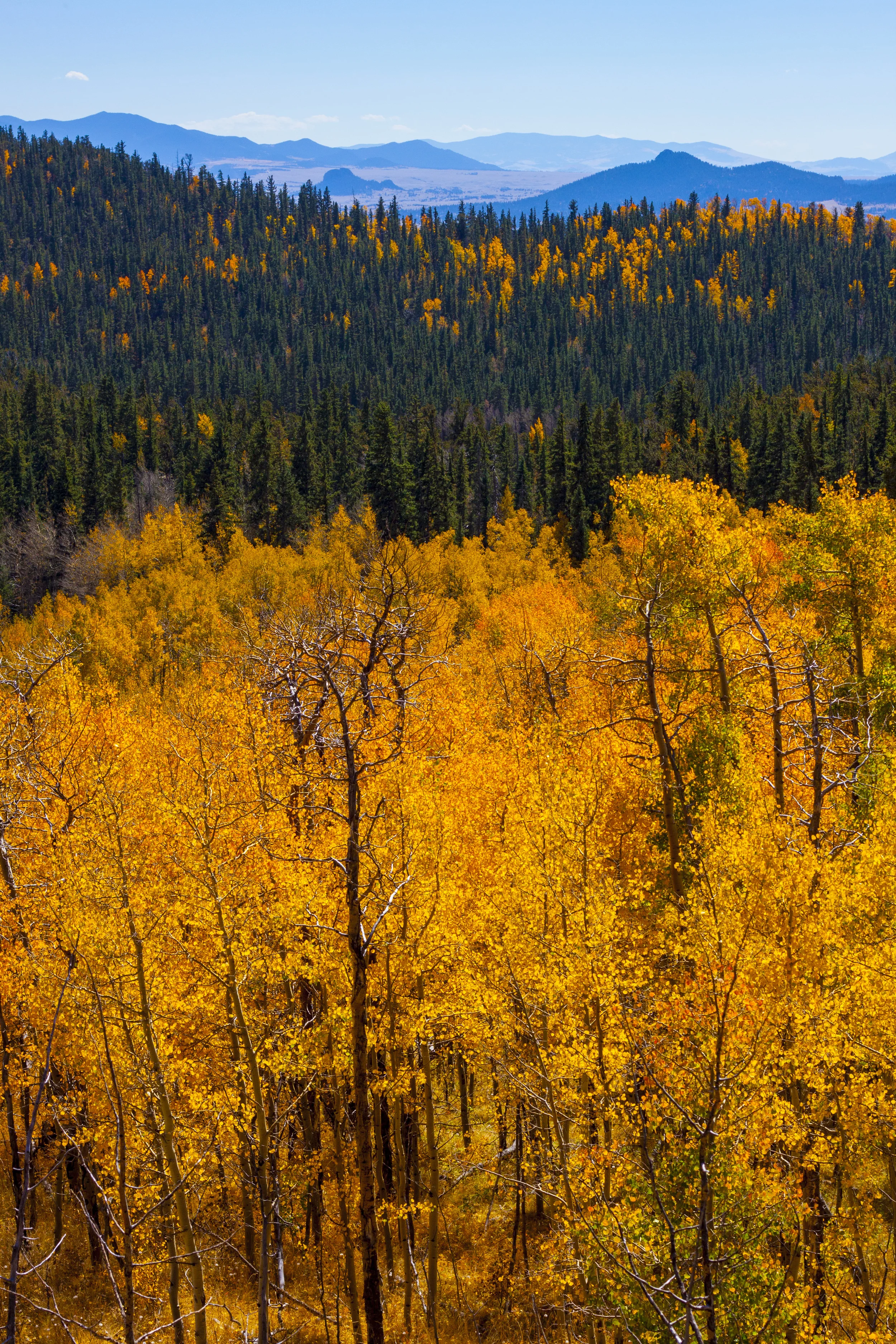 Colorado trail_0203.jpg