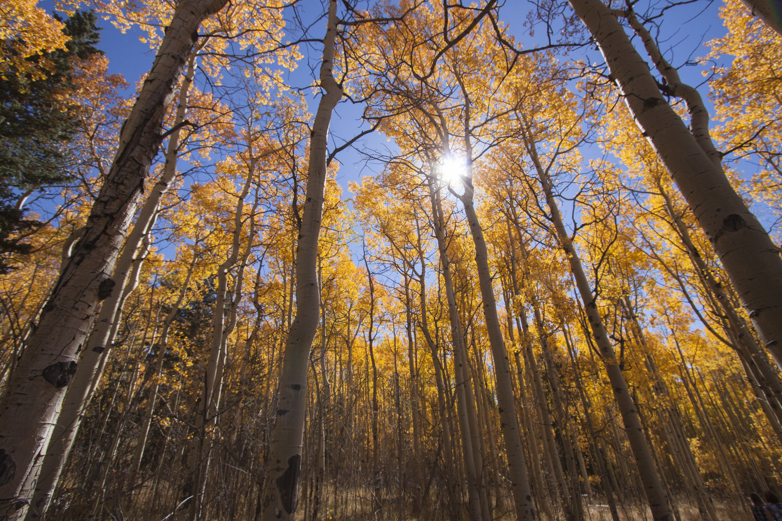 Colorado trail_0032.jpg