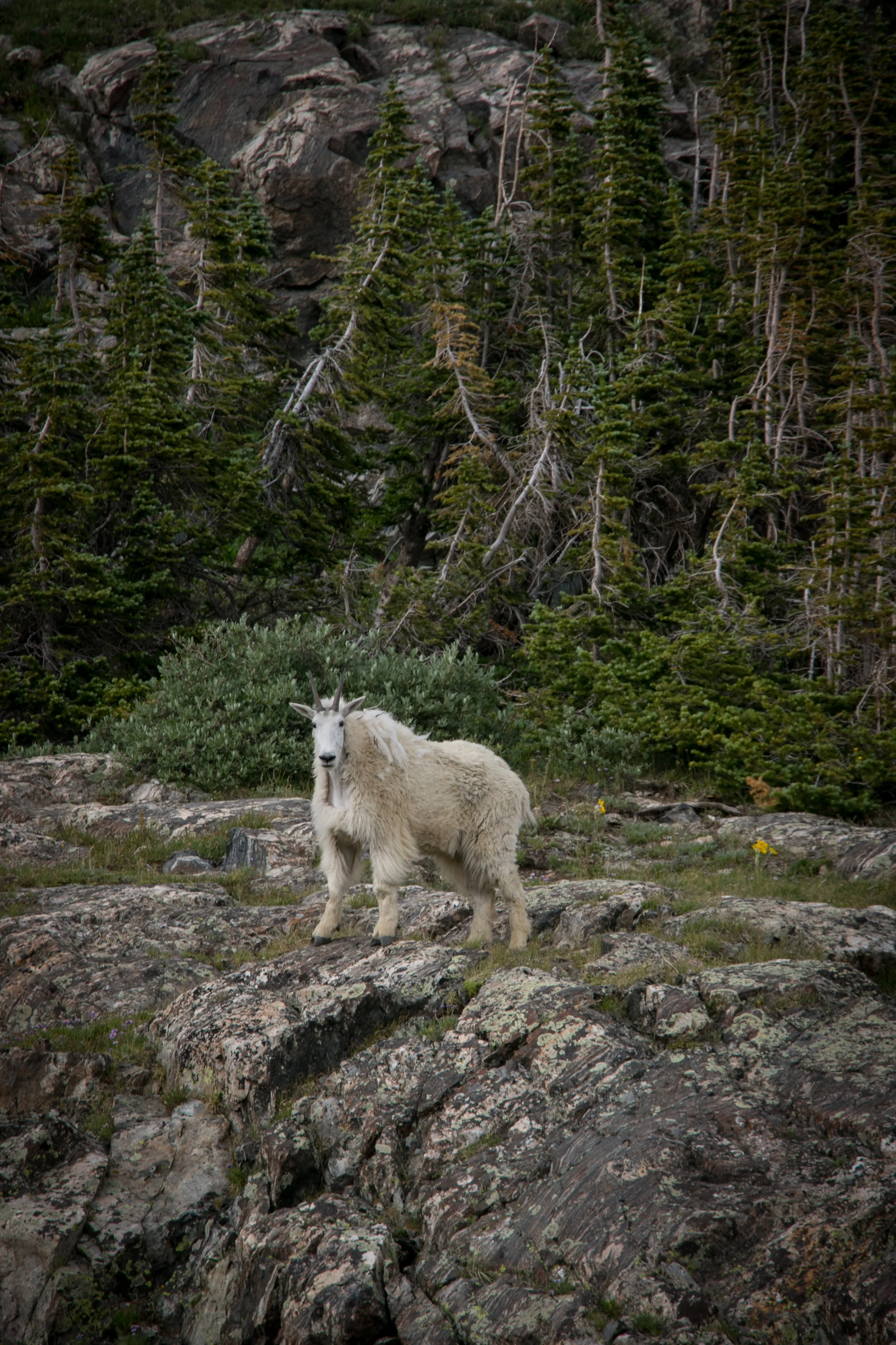 Mnt goat_.jpg