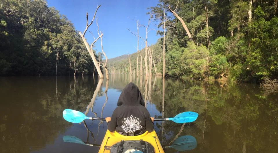 Kayak trees.jpg