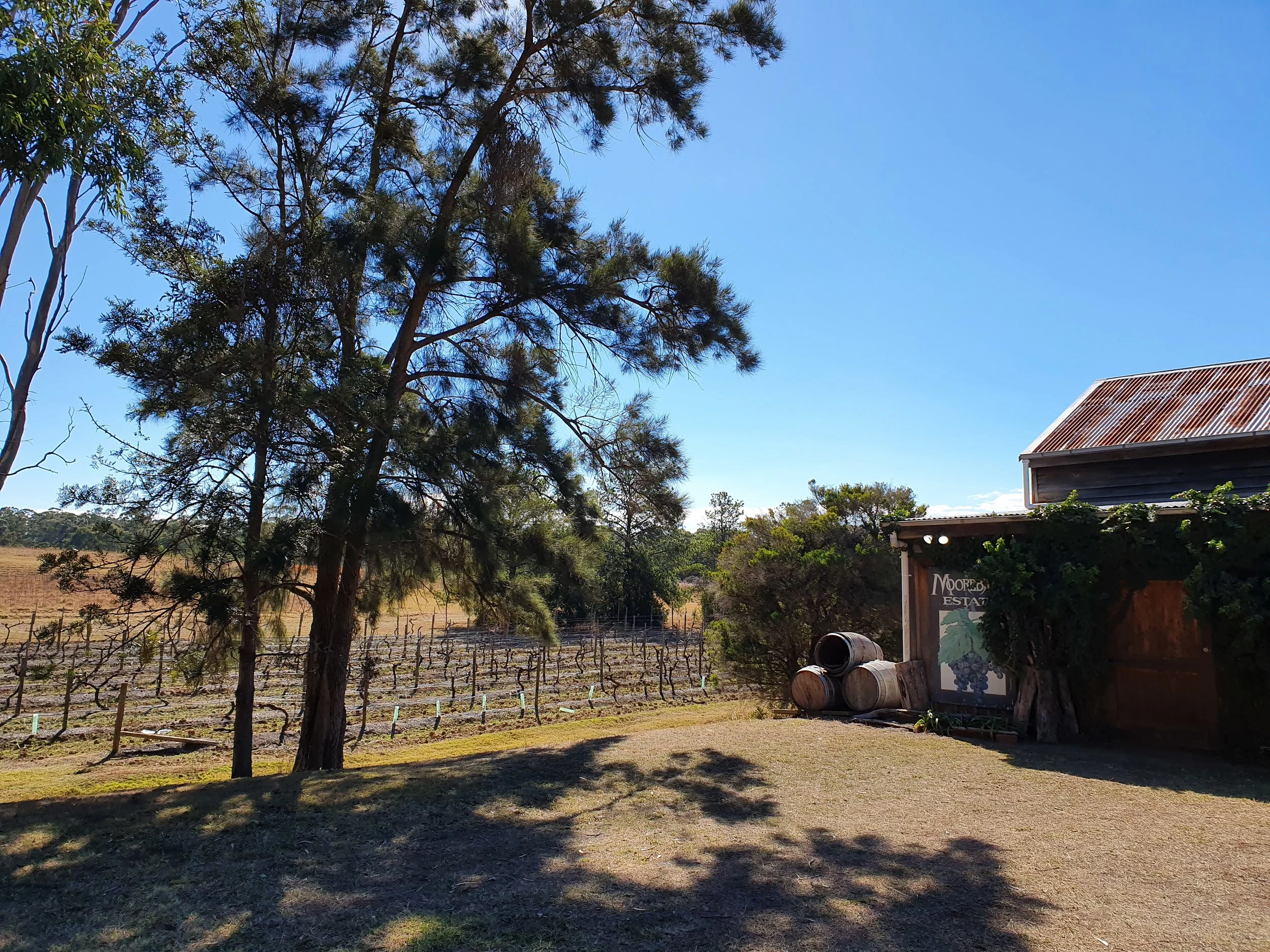 Moorebank vineyard Vineyard.jpg