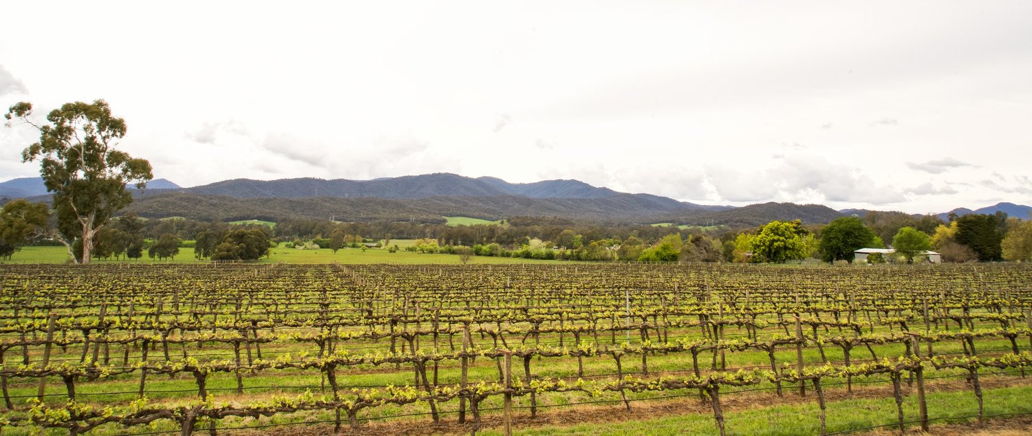 King Valley vineyard rows beneath the Victorian High Country ranges