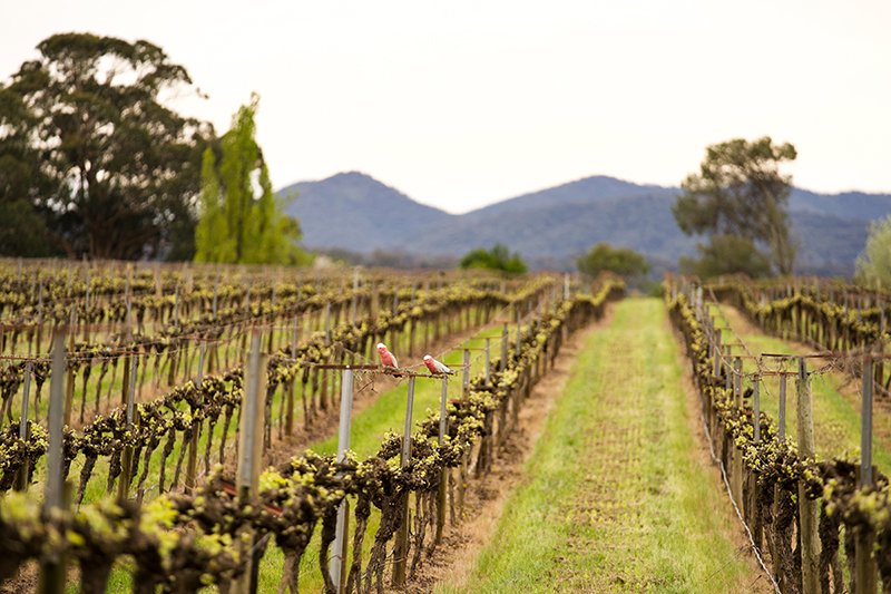 Rows of vines in King Valley wine country