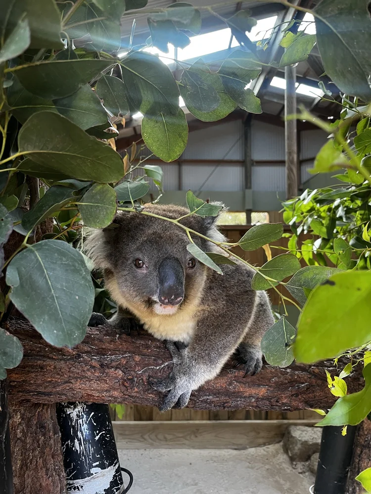 Koala up close among the gum leaves