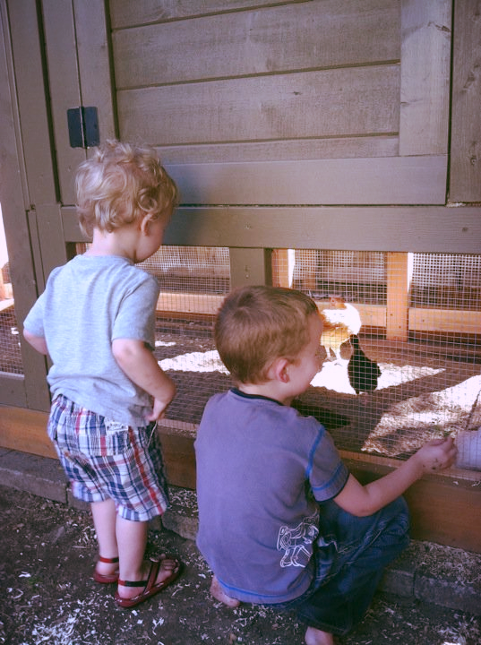 Moving our chicks into their new home.