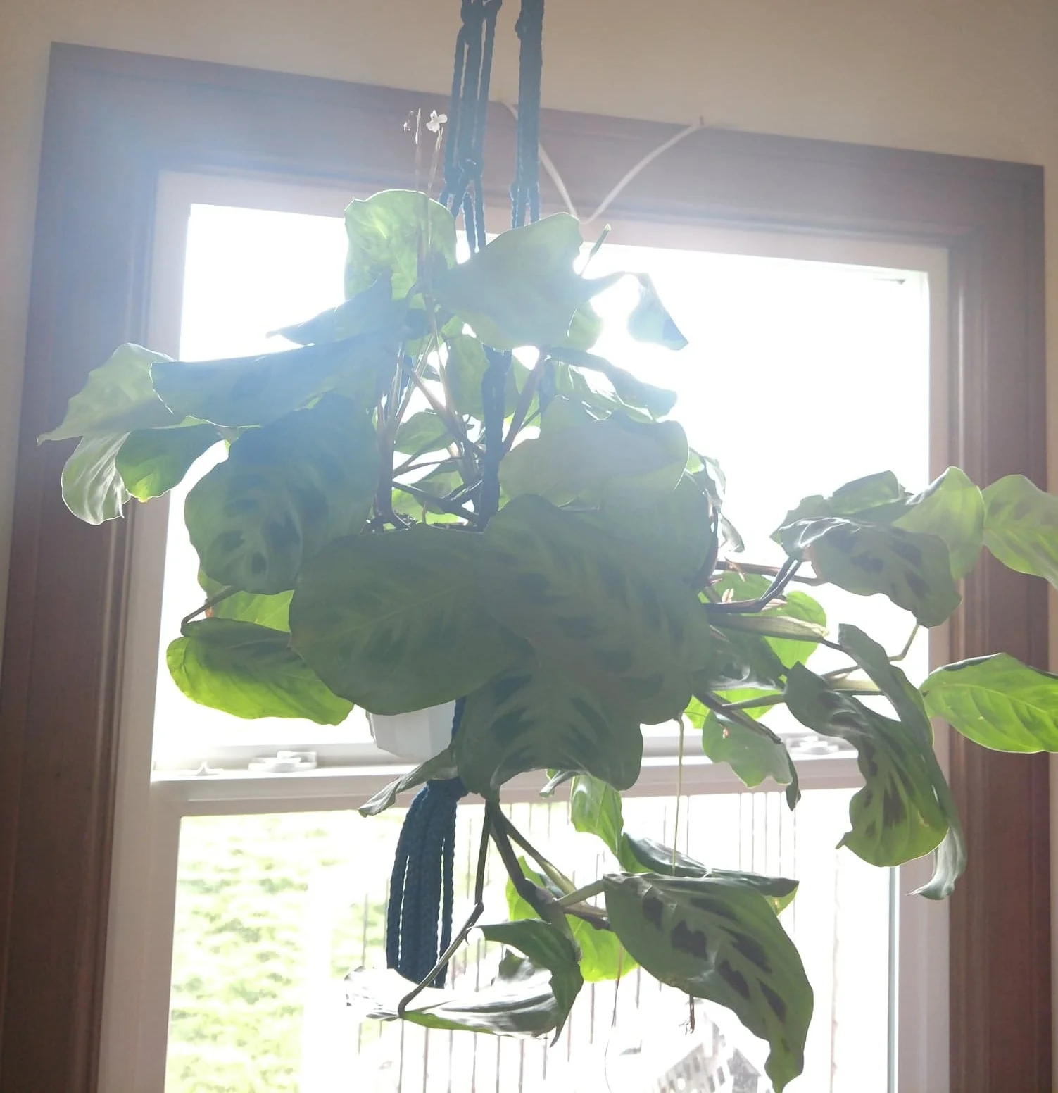 plant6.jpg