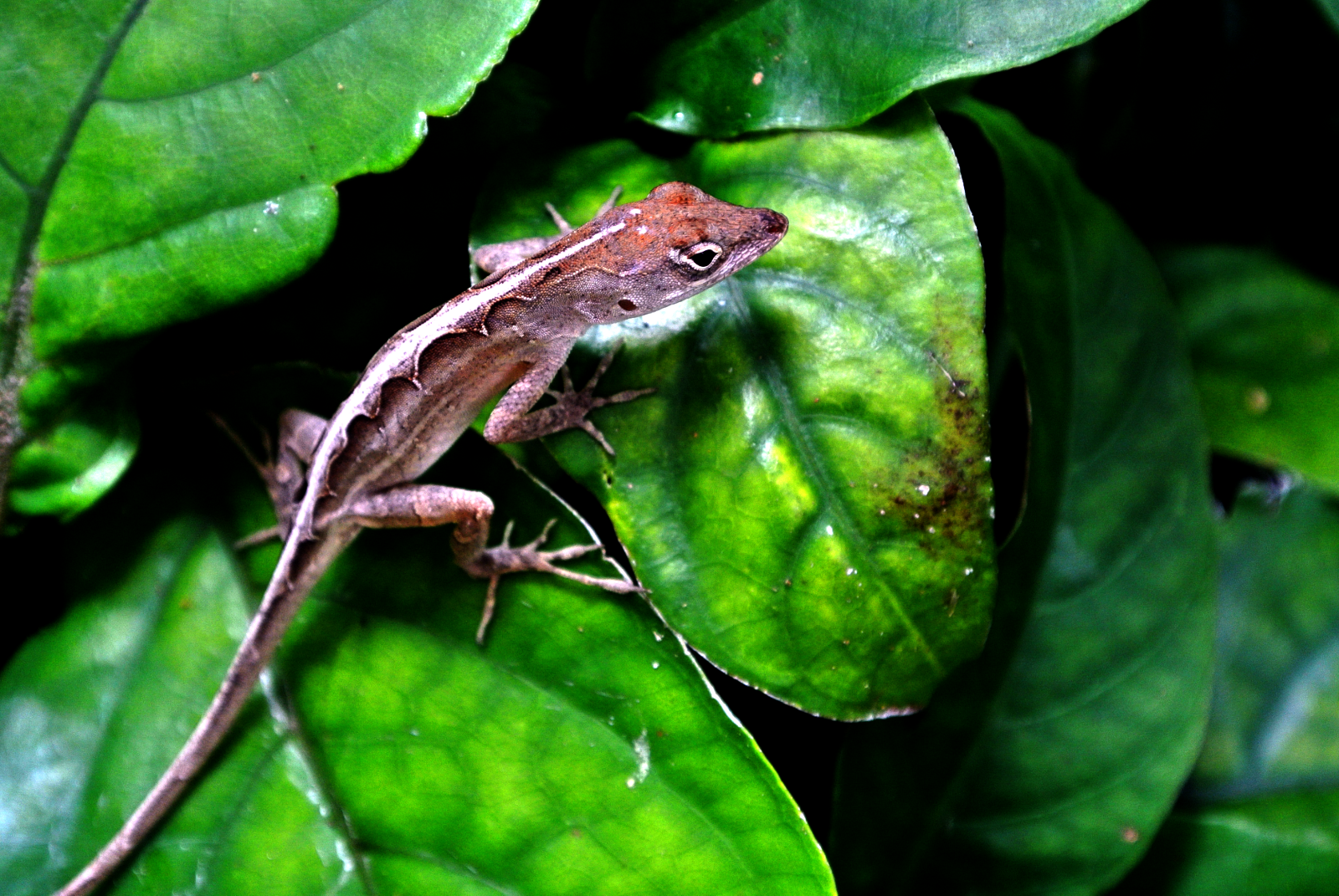 DSC_8604c.png