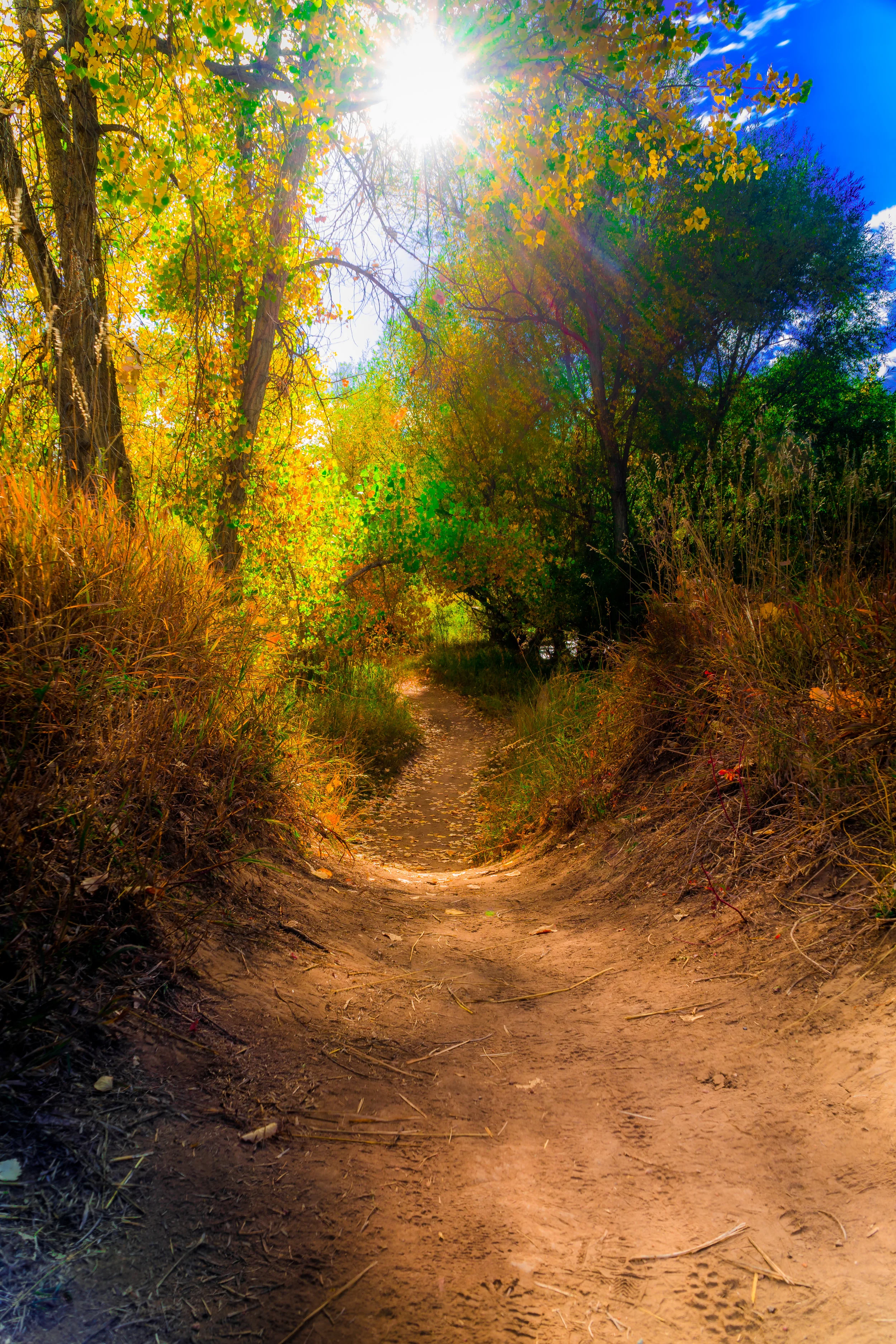 Pathway of Peace. - Galatians 6:9