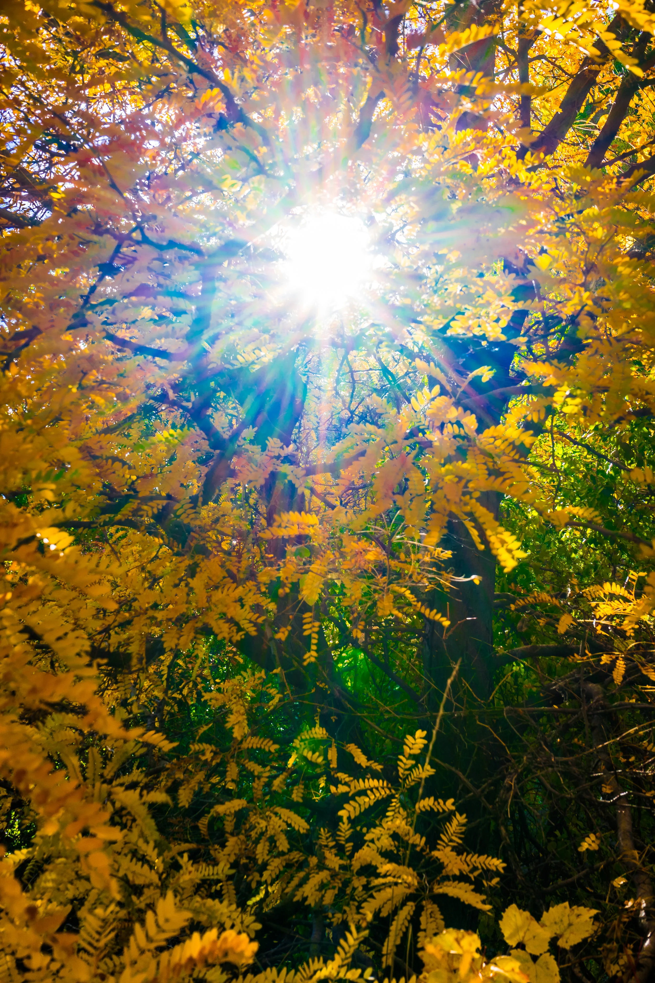 Harvest Time. - Proverbs 10:5