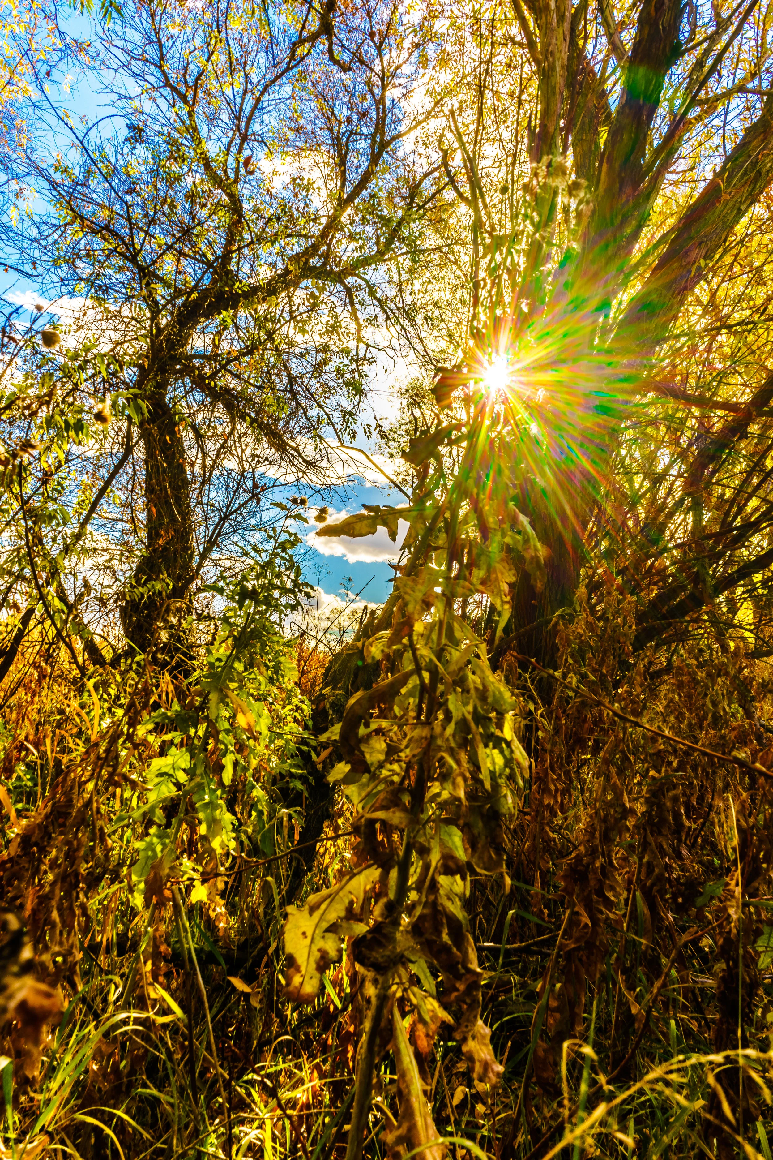 Peeking Through. - Song of Solomon 2:9