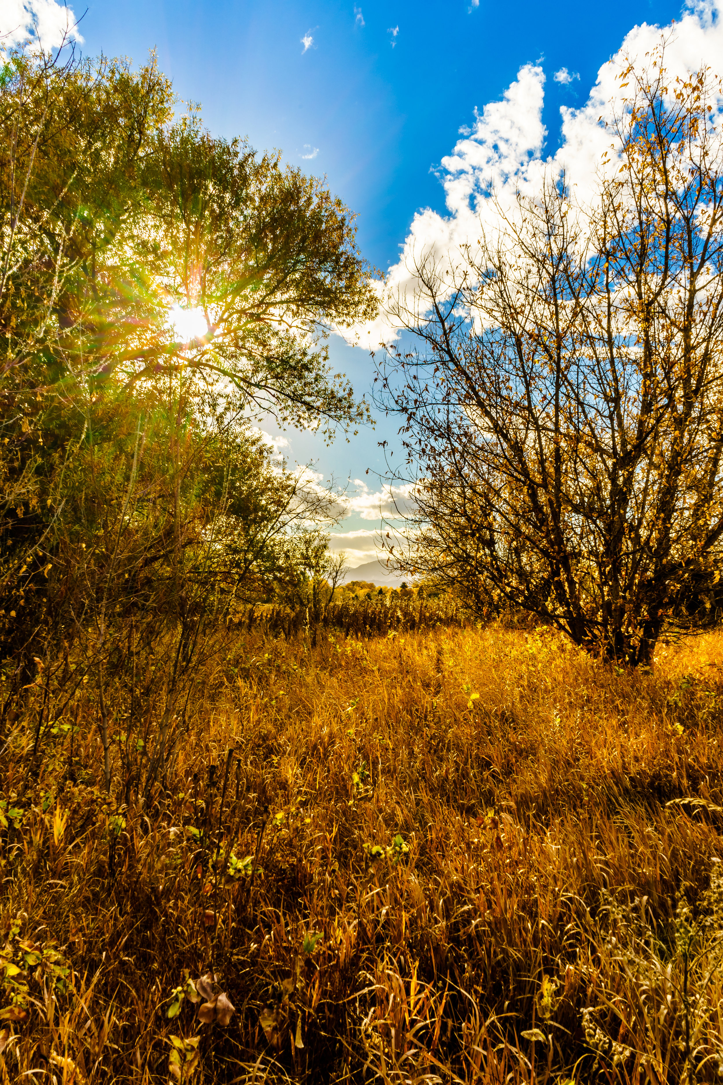 Out West. - John 12:24