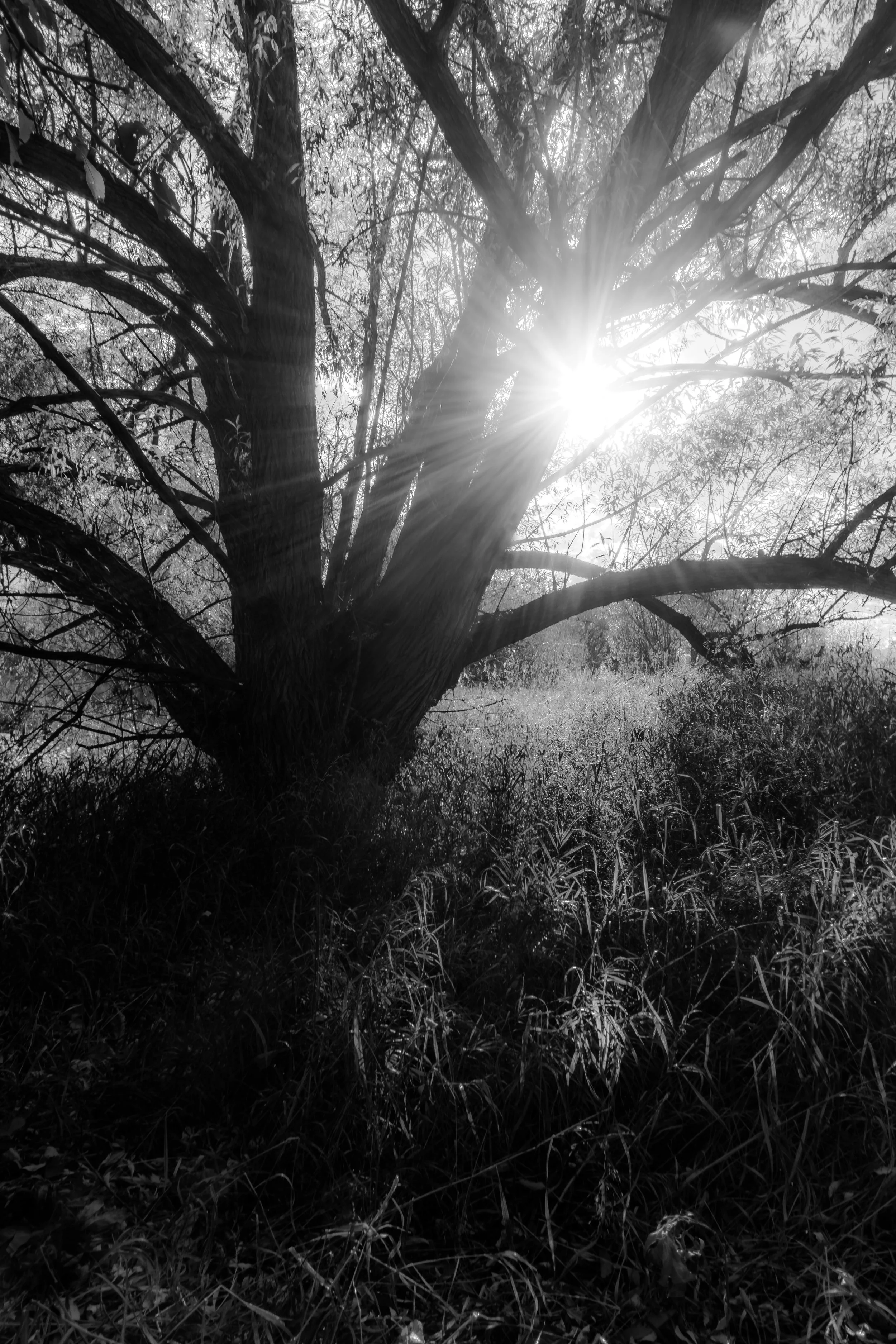 Despair. - Psalm 43:5 