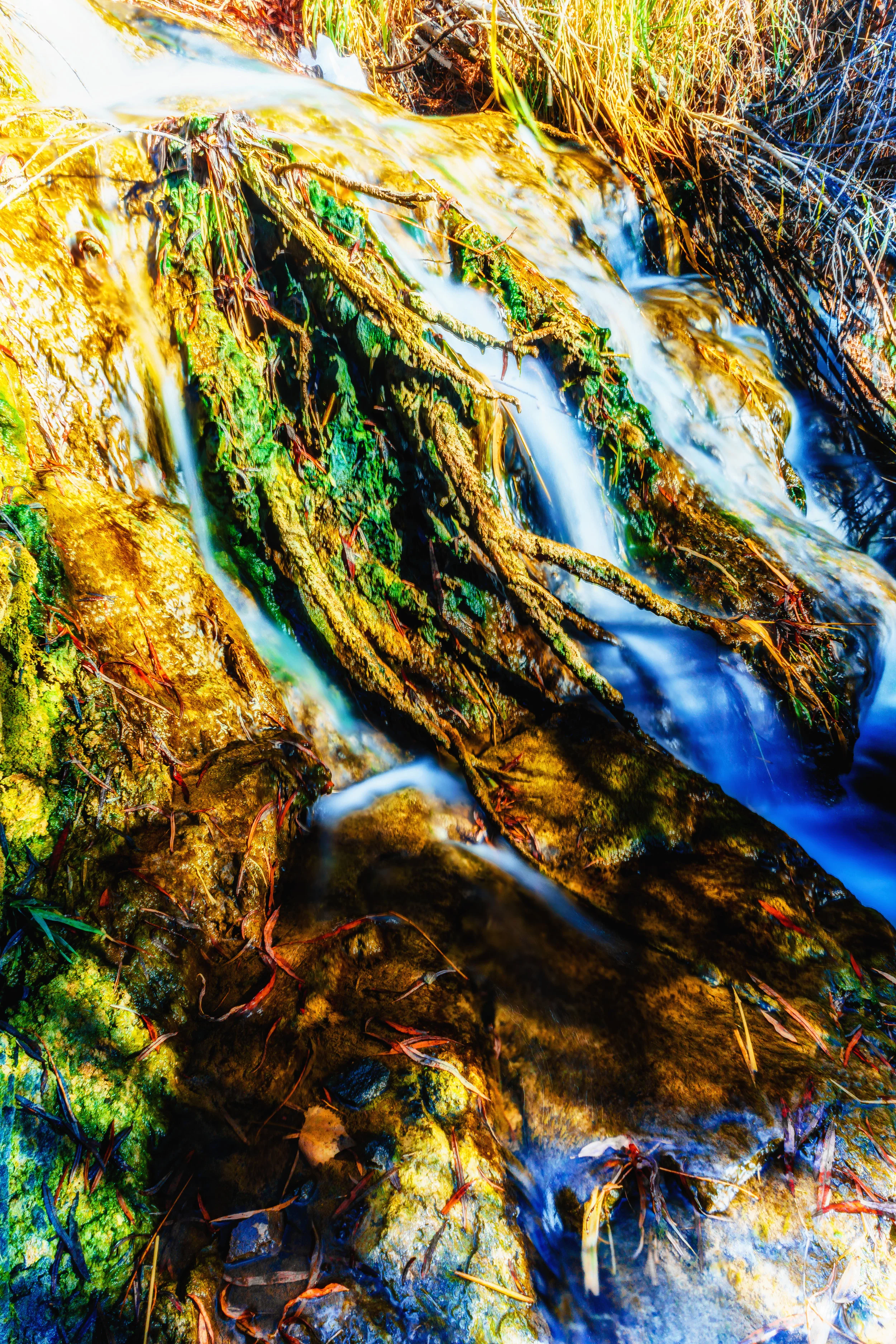 Roots. - Colossians 2:6-7 