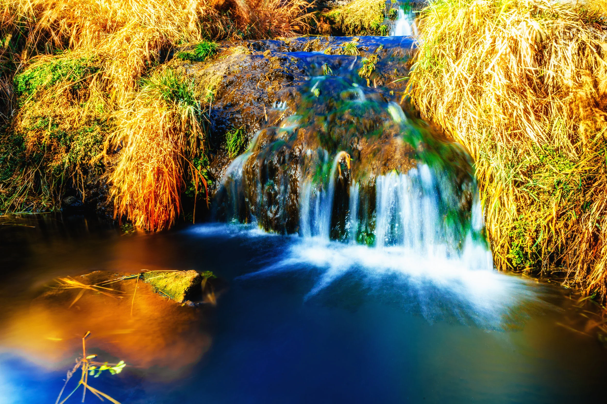 Planted. - Psalm 92:12-15