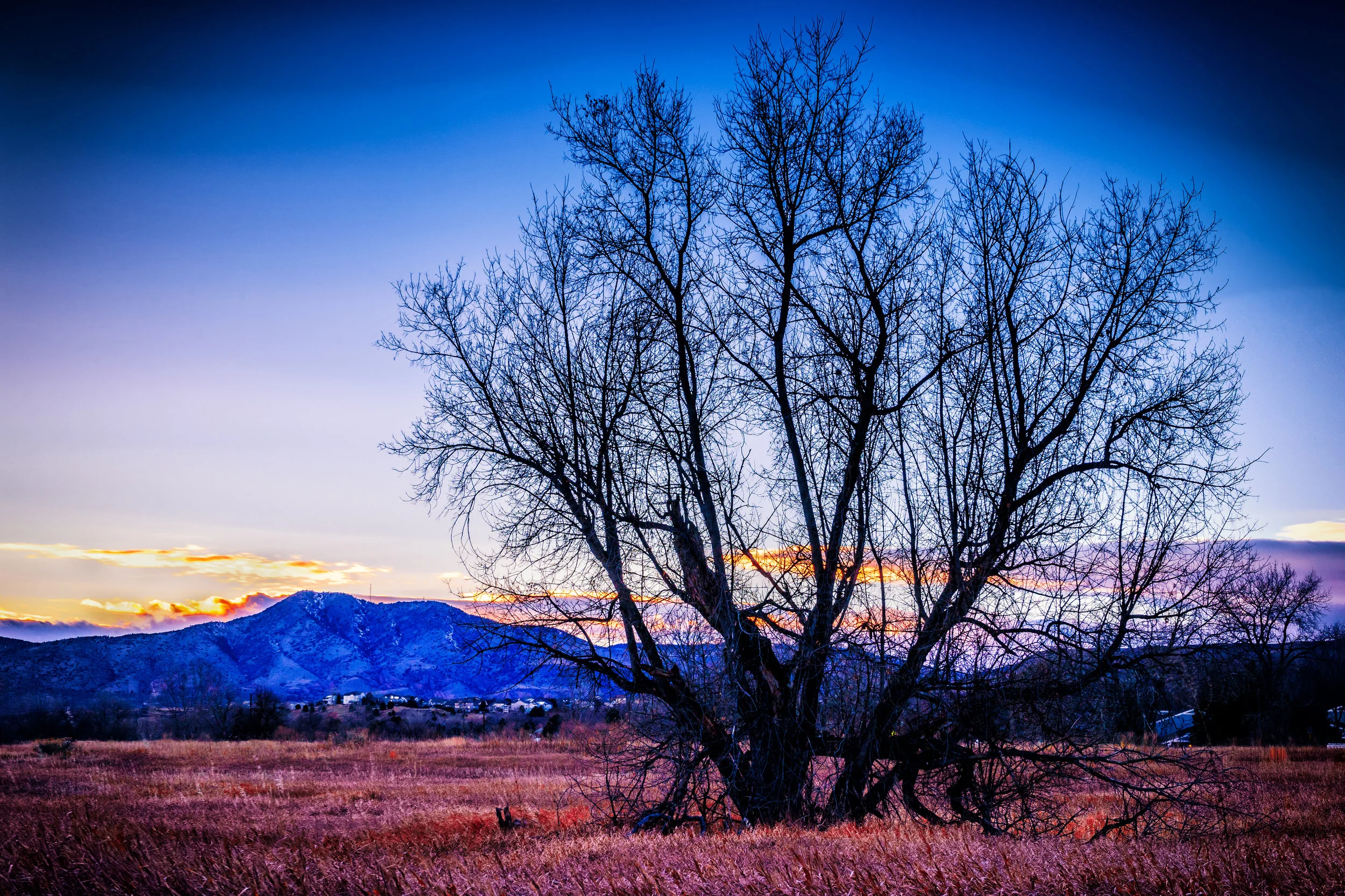 Even the trees shall sing. - 1 Chronicles 16:30-36