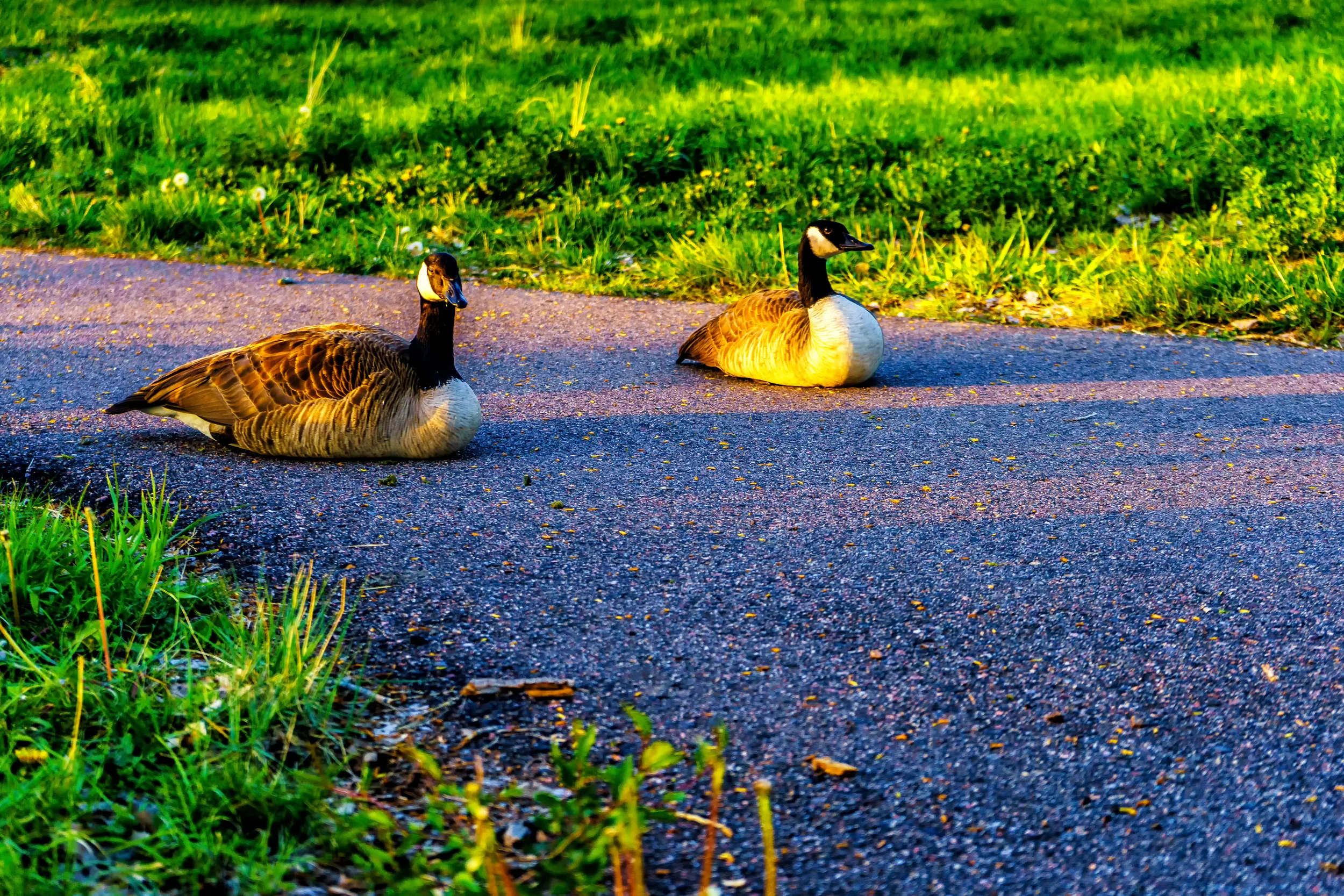 Homecoming. - Proverbs 27:8