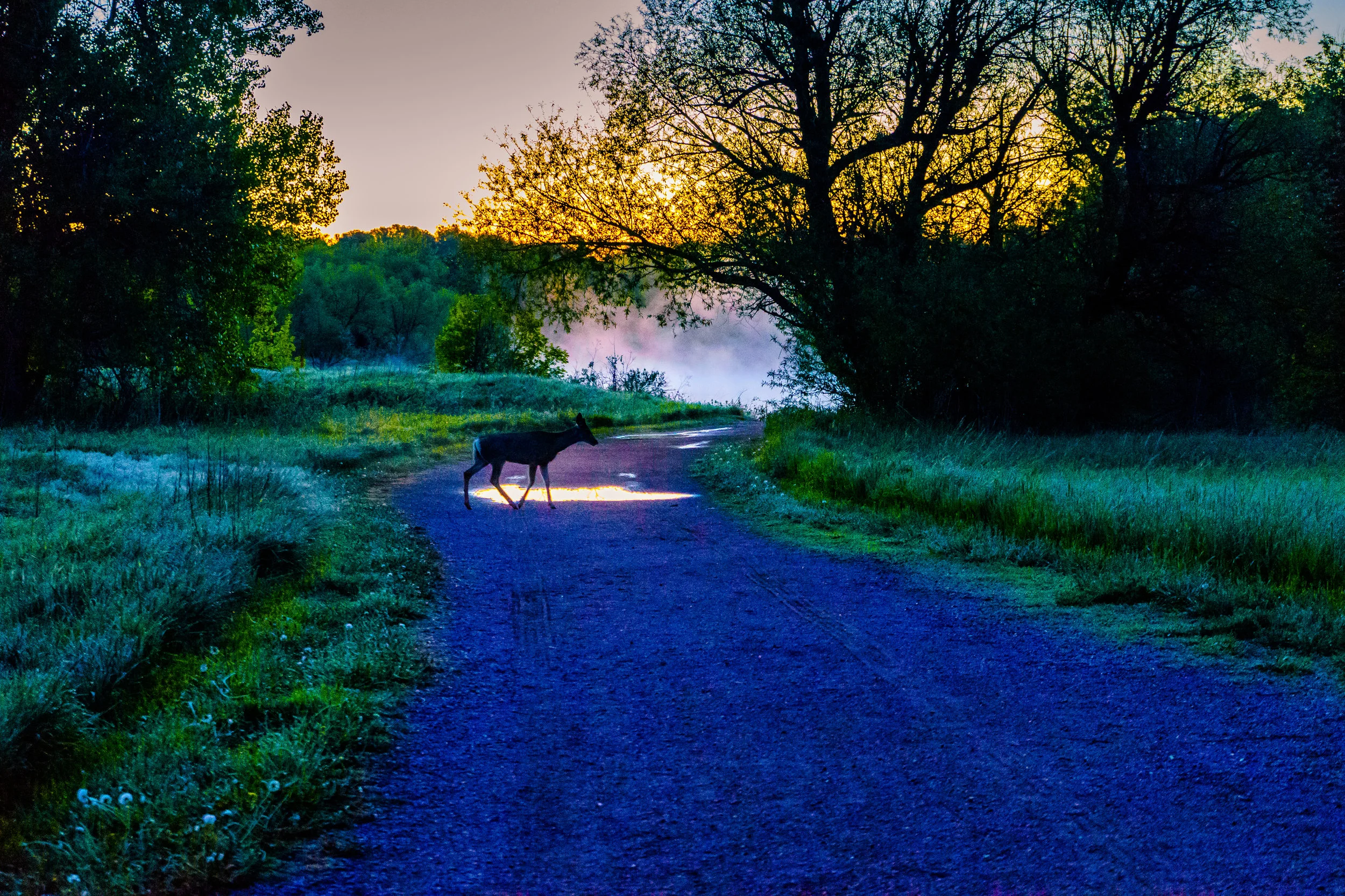 All things. - Genesis 9:3