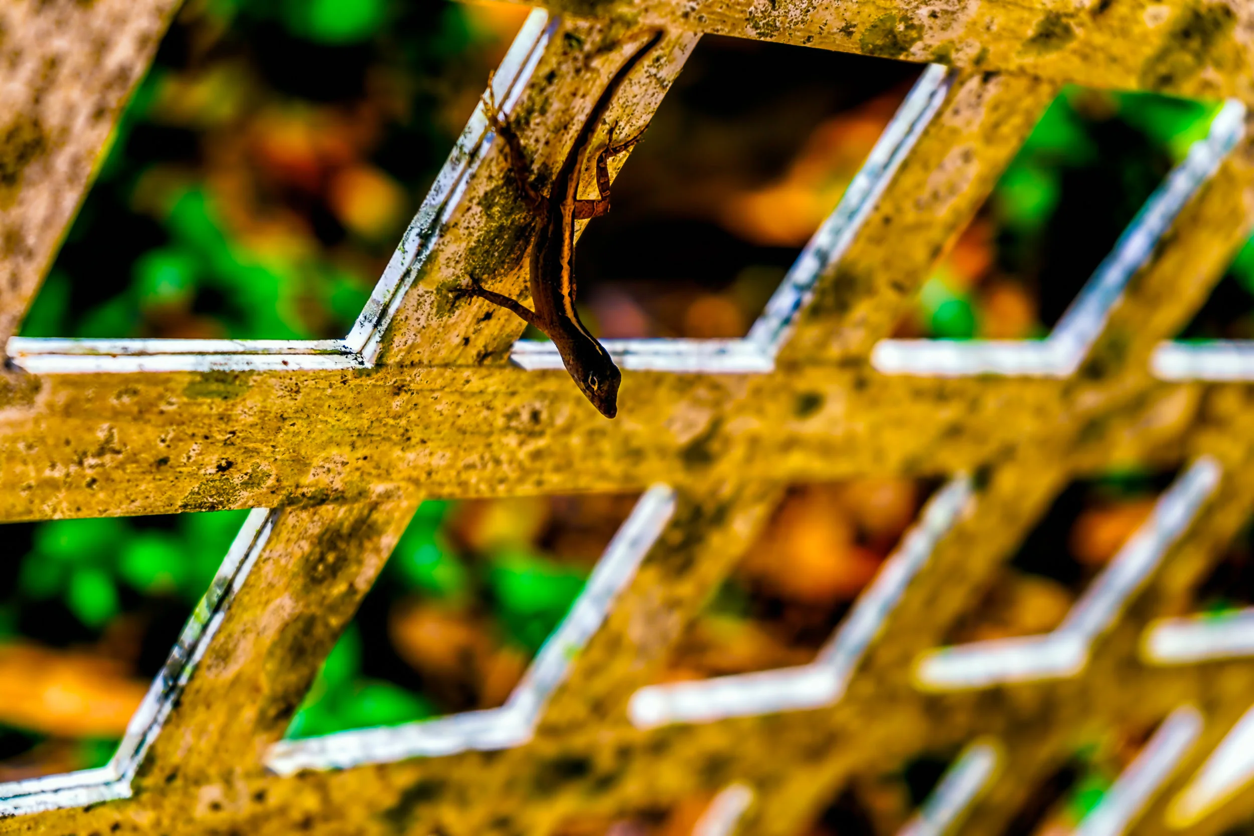 Fenced in. - Job 10:9-12