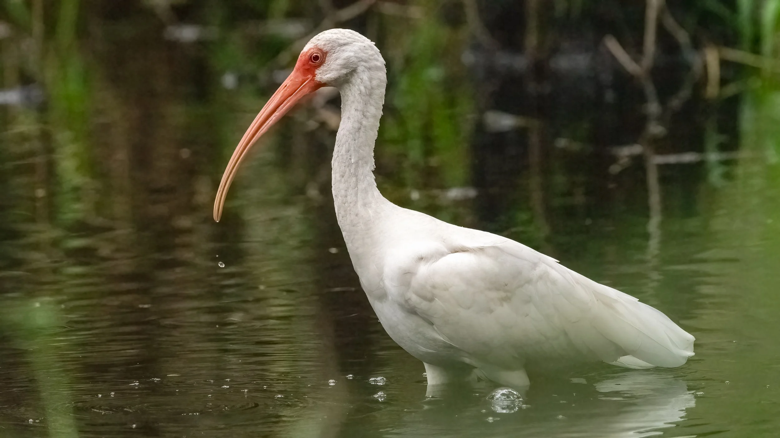 Food for thought.- Genesis 1:20-21