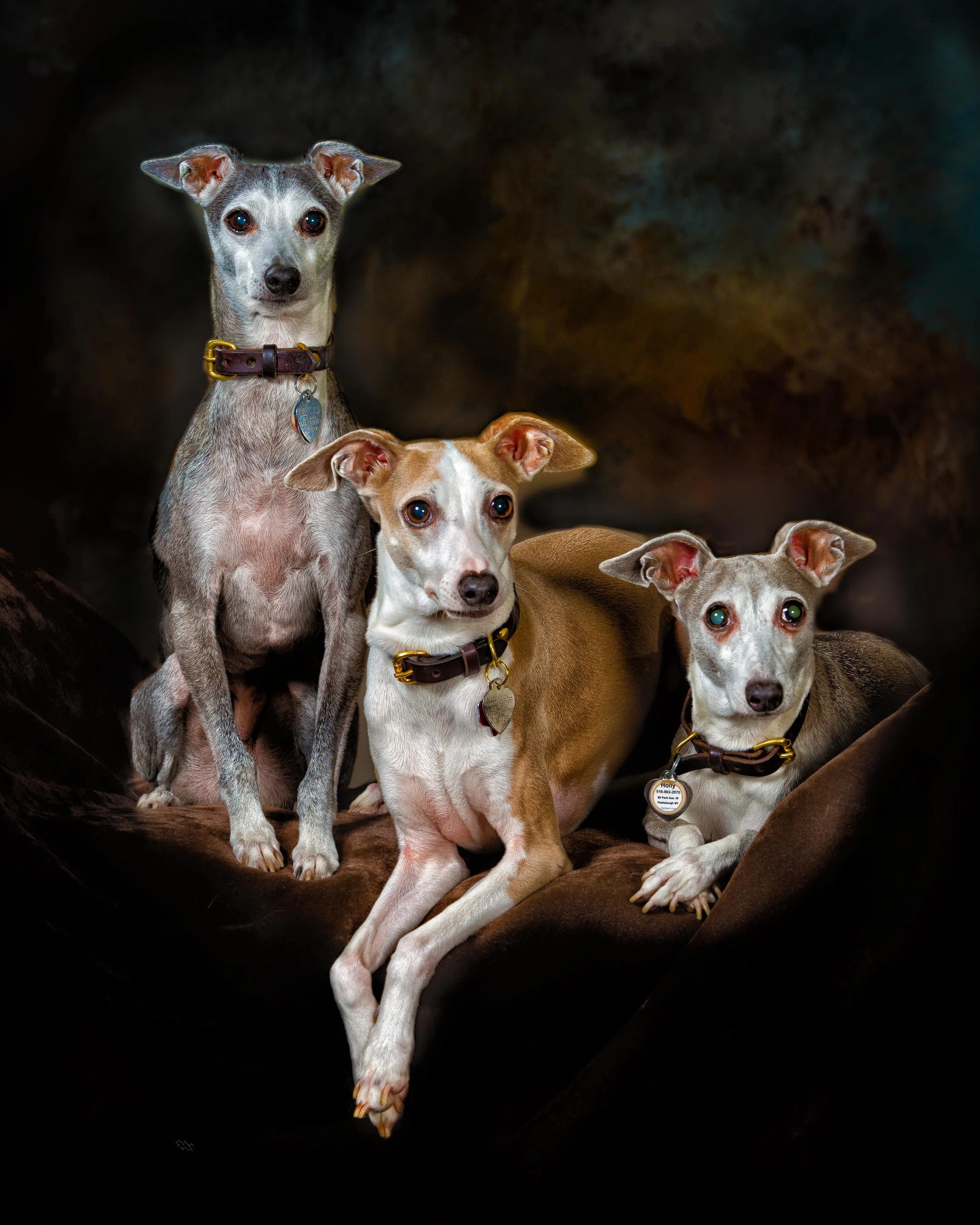 Pet Photography-Plattsburgh, NY