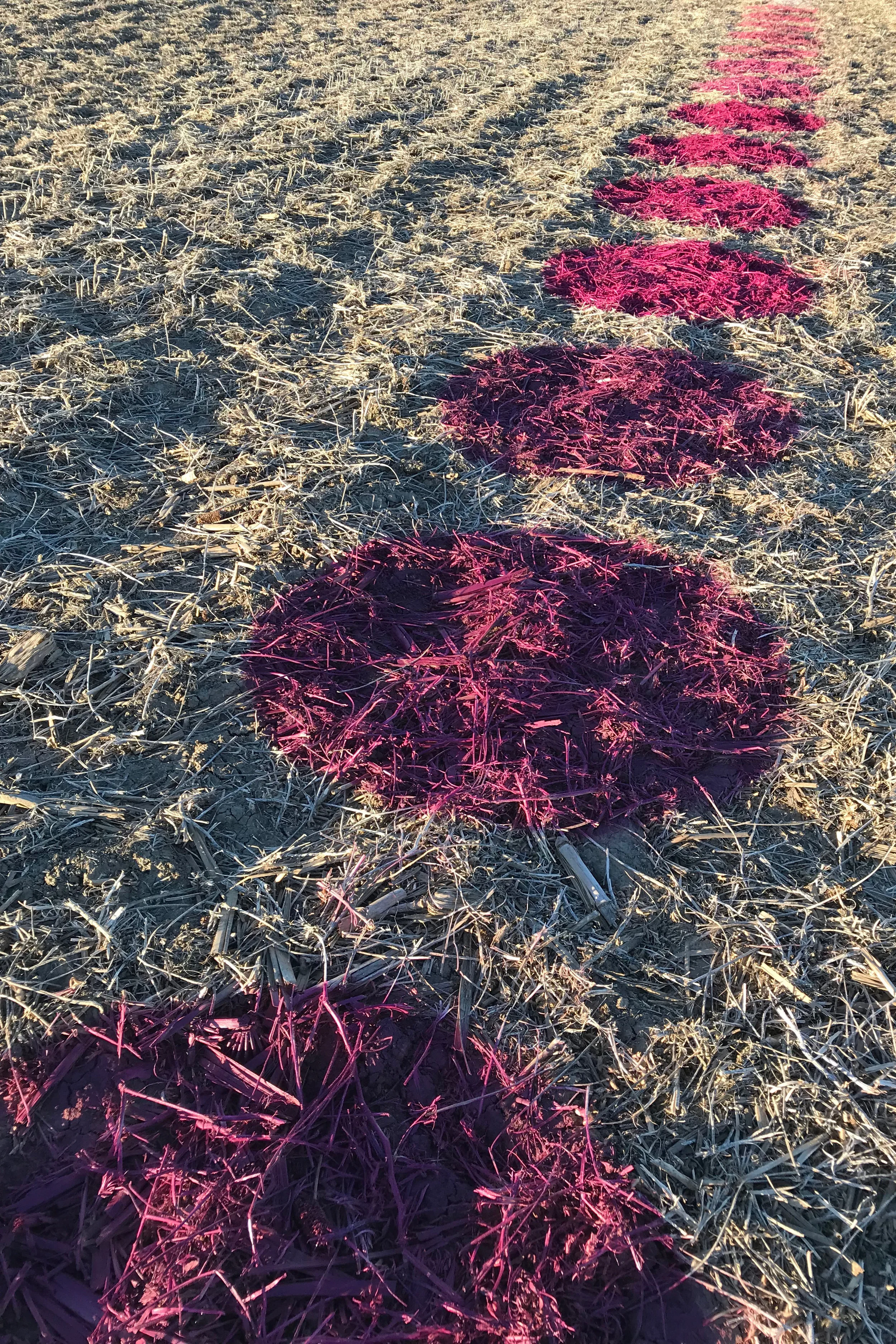 LEAVING MY MARK-SASHA BACKHAUS IMAGE 5 24X36.jpg