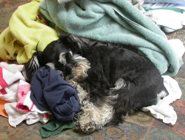 Marley+laundry