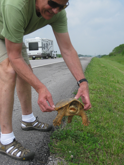 Pissed off turtle