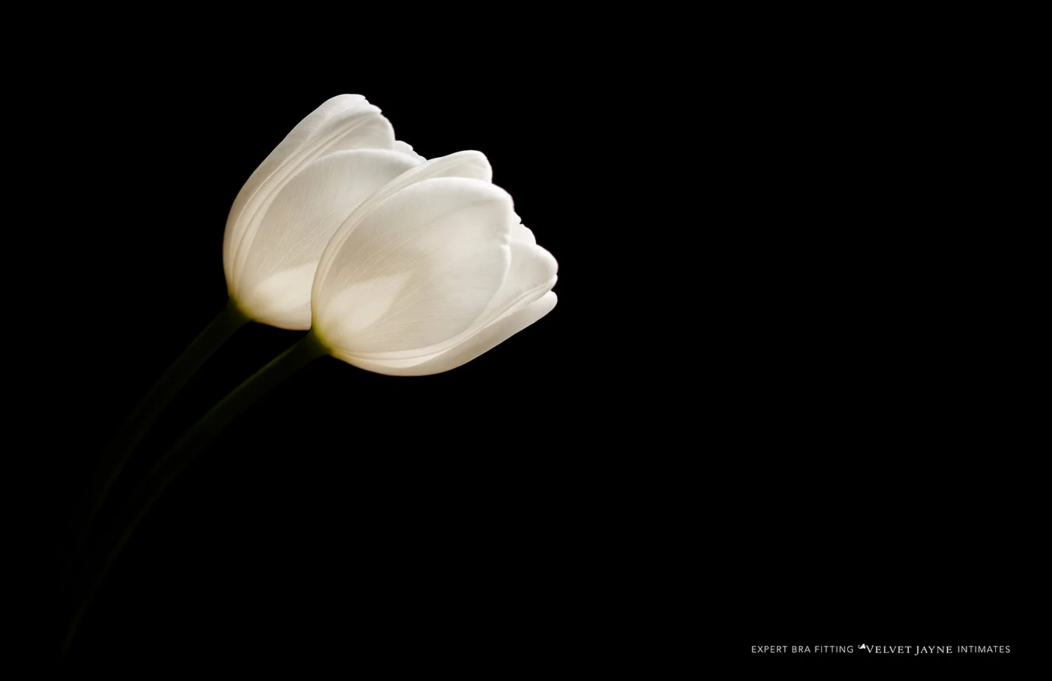 Client: Velvet Jayne Creative Director: Michael Raso