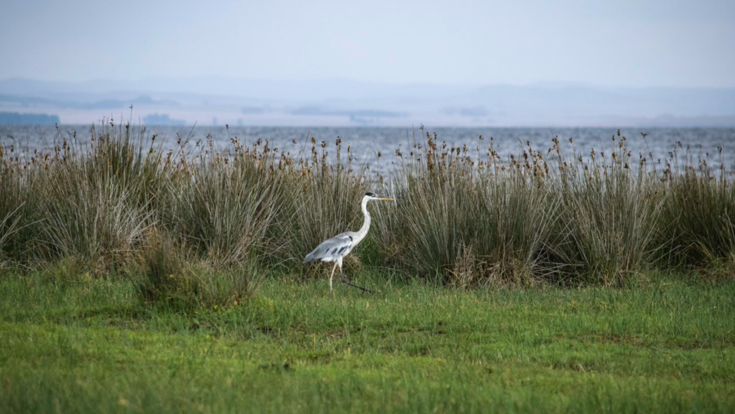 Screen Shot 2021-07-09 at 12.47.56 AM.png