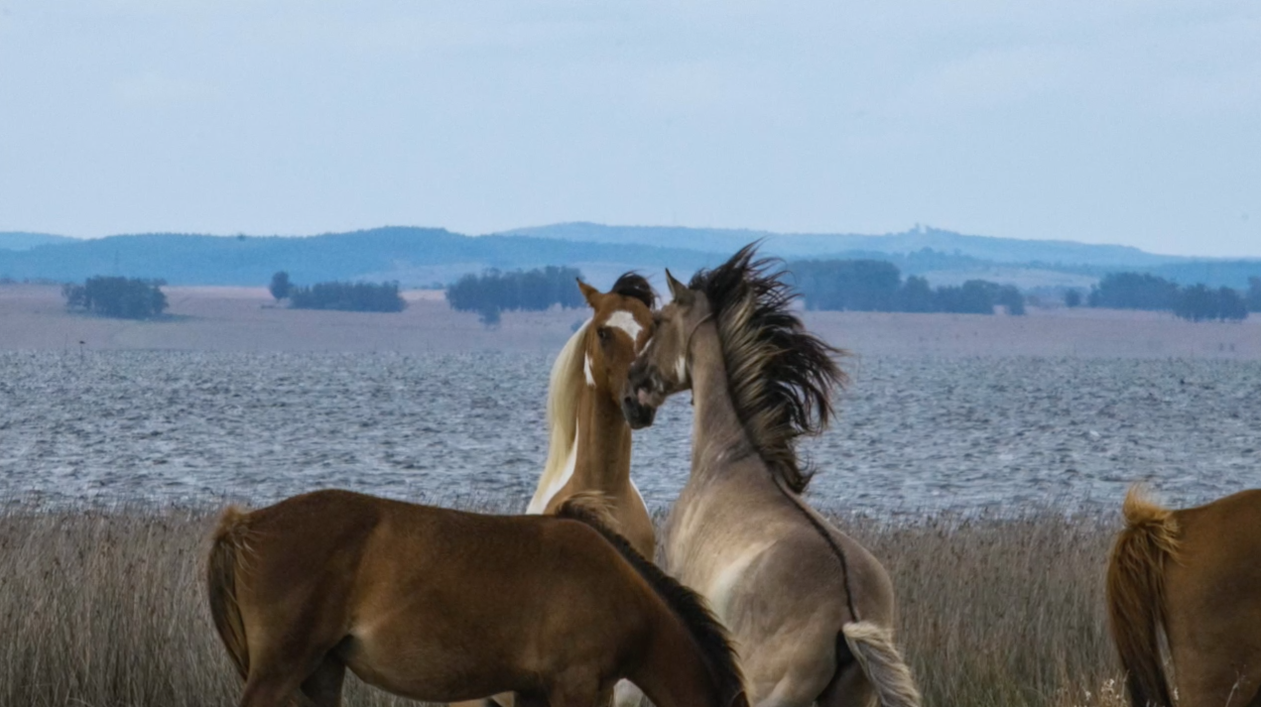 Screen Shot 2021-07-09 at 12.48.51 AM.png