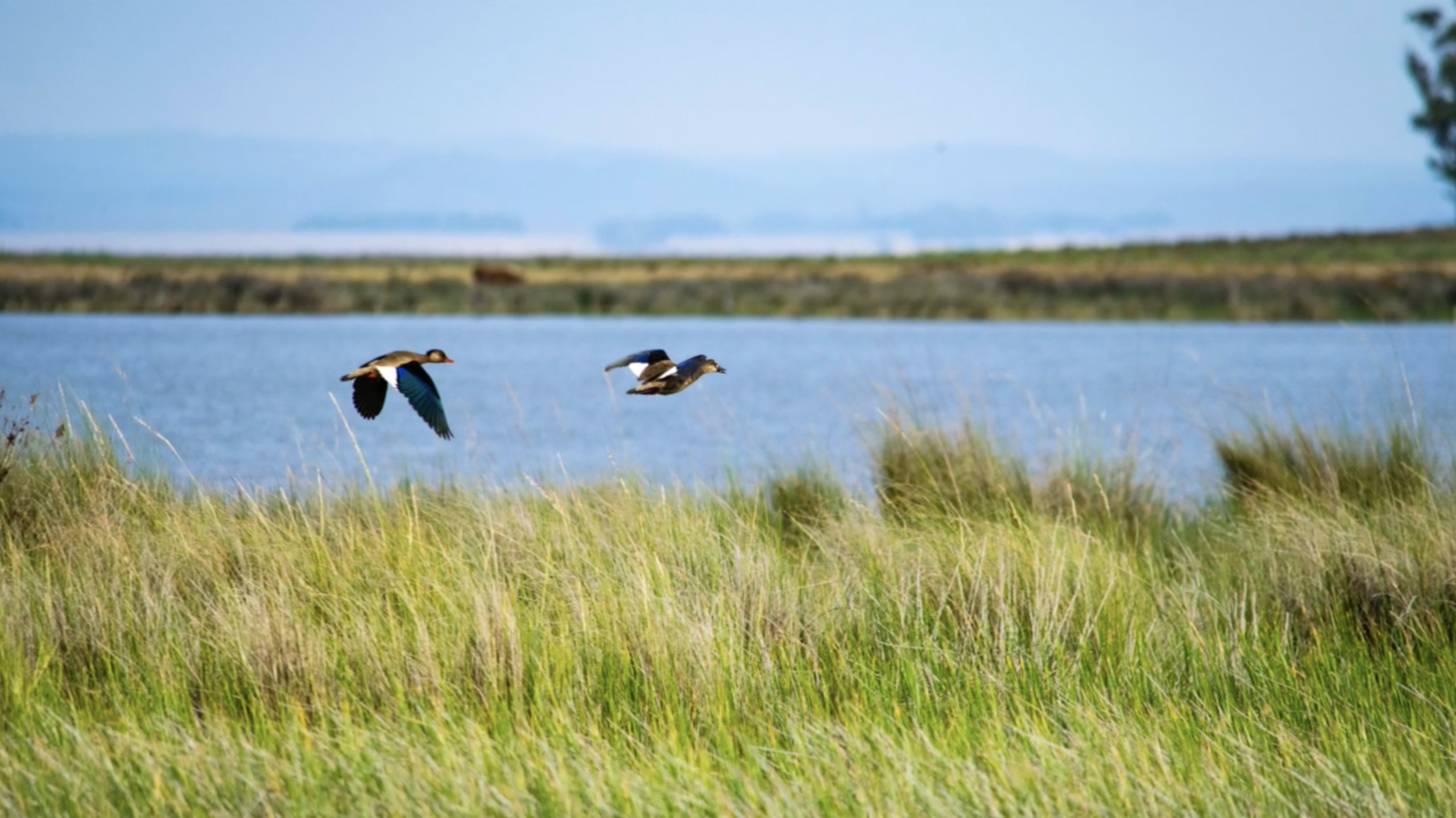 Screen Shot 2021-07-09 at 12.48.06 AM.png