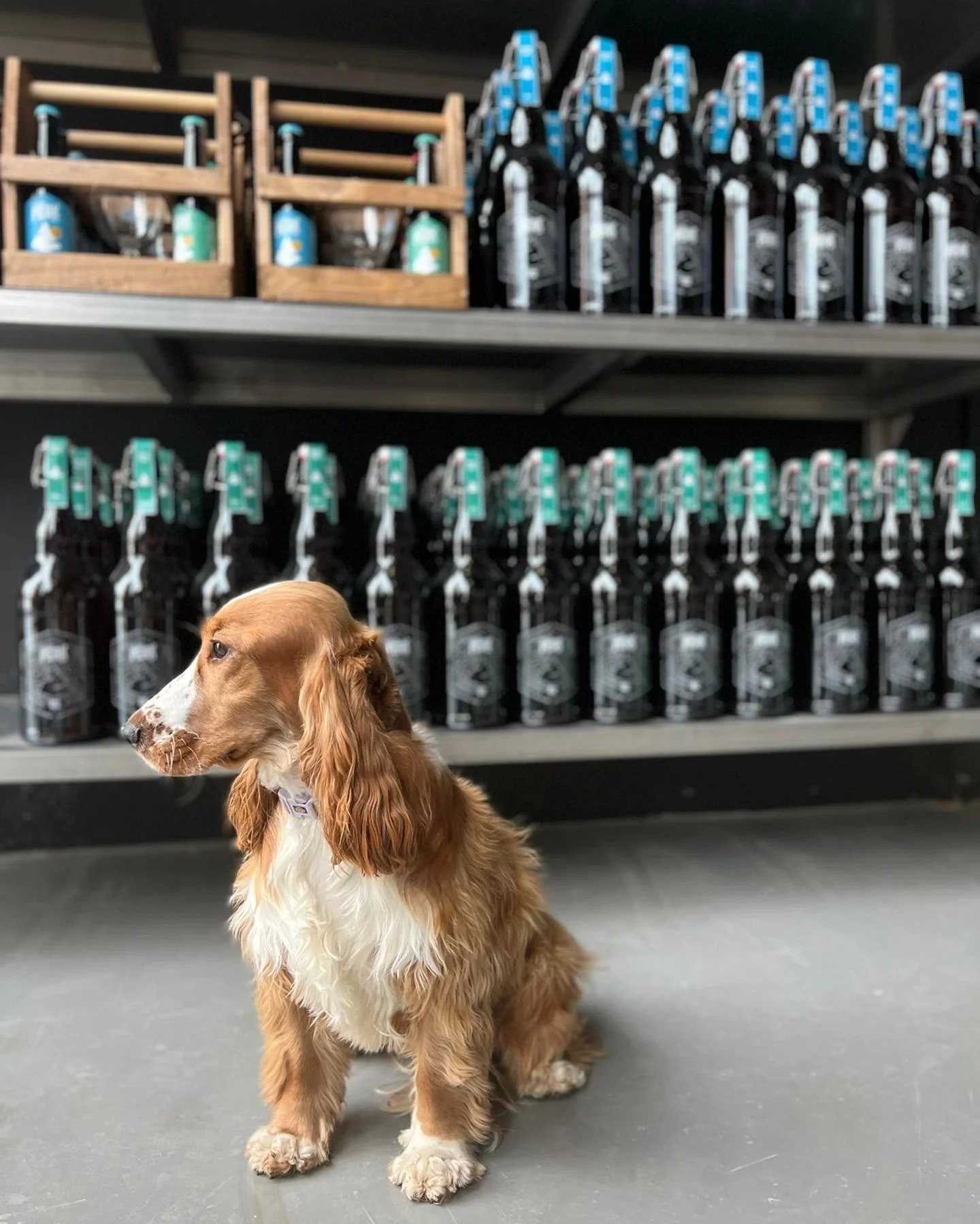 Parce qu&rsquo;une balade dans les Fagnes, &ccedil;a se partage aussi avec son meilleur ami 🐕💛
Les chiens sont les bienvenus &agrave; la brasserie - sur la terrasse comme &agrave; l&rsquo;int&eacute;rieur 🍺