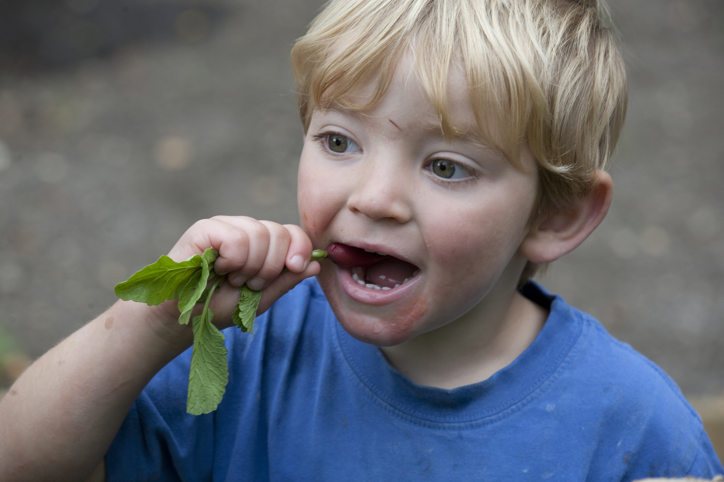 Boy eating a carrot