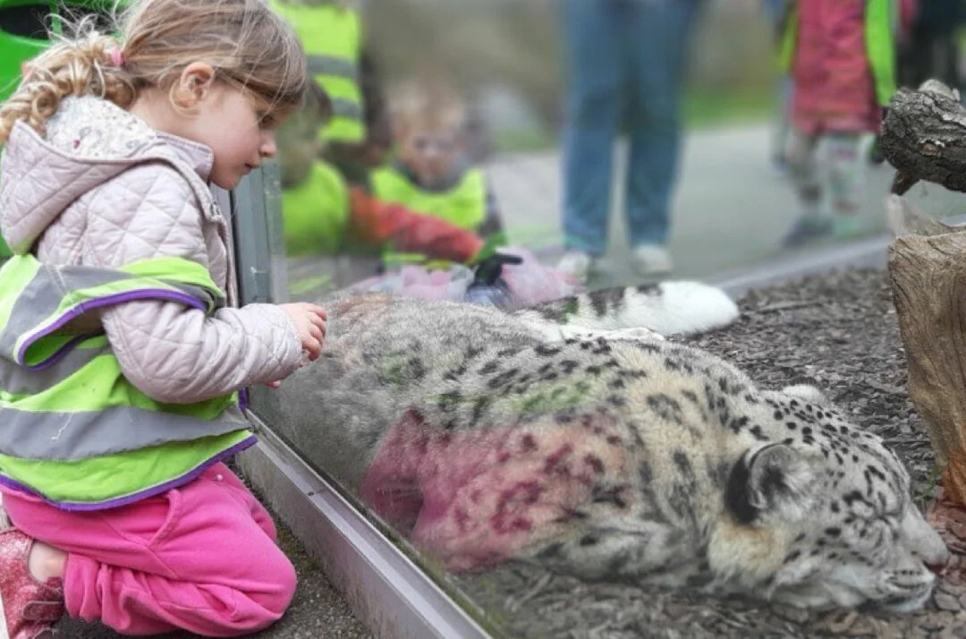 MAR snow leopard.jpeg