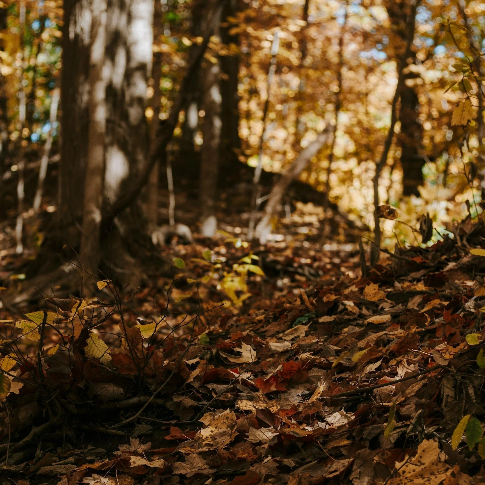 unsplash-image-oBM0j6JXd_k.jpg