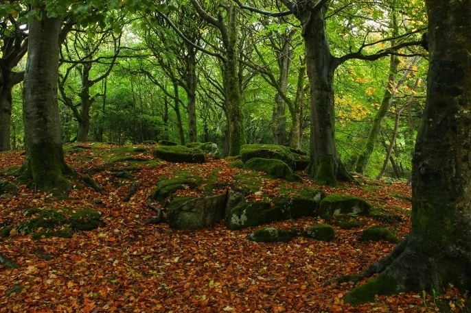 Falling Leaves Day Retreat Kick up some leaves ... autumn russet & golds in ancient woodland. Autumn is a time to draw in, contemplate the year so far & re-establish equilibrium within as the season changes Date: 5 October, 2019 Location: Northend Nearest station: Henley on Thames Time 10.00-17.00 Price: £70pp includes lunch, cake & refreshments