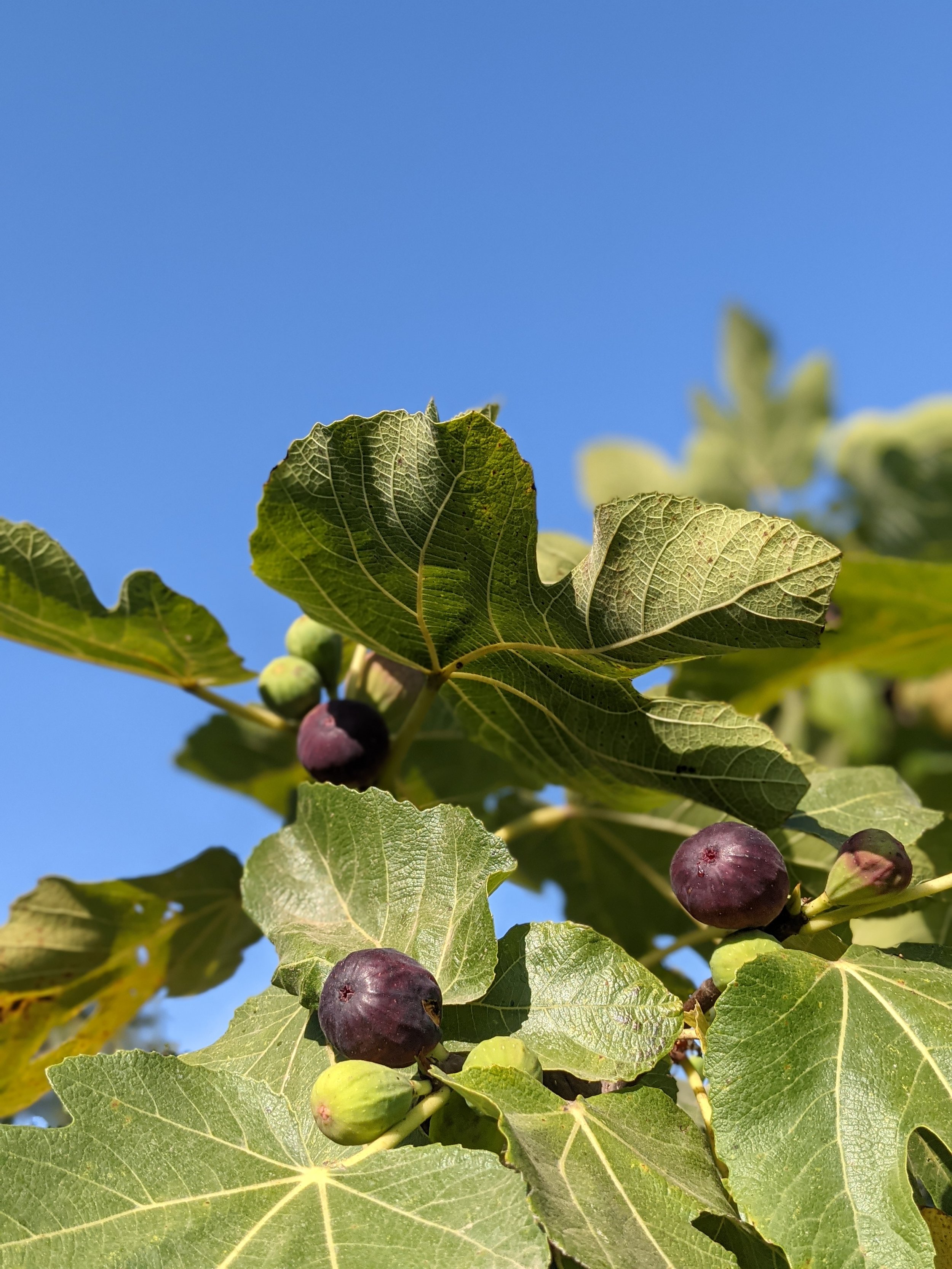 Menorcan Figs.jpg