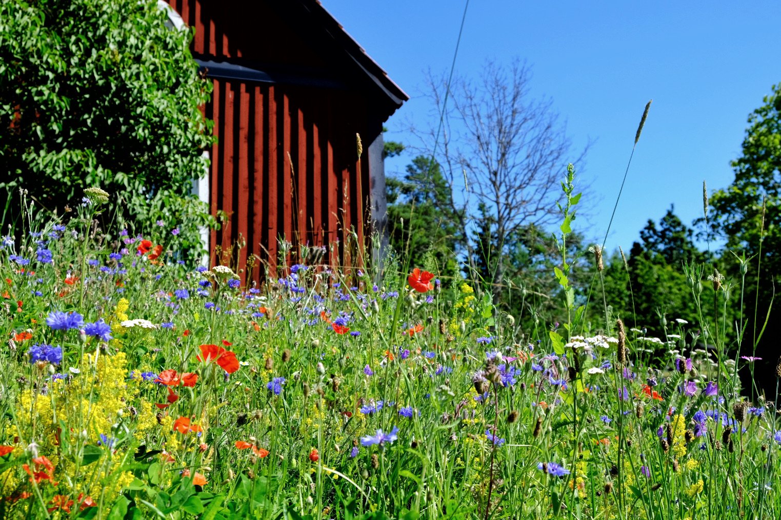 Red barn and flowers.jpg