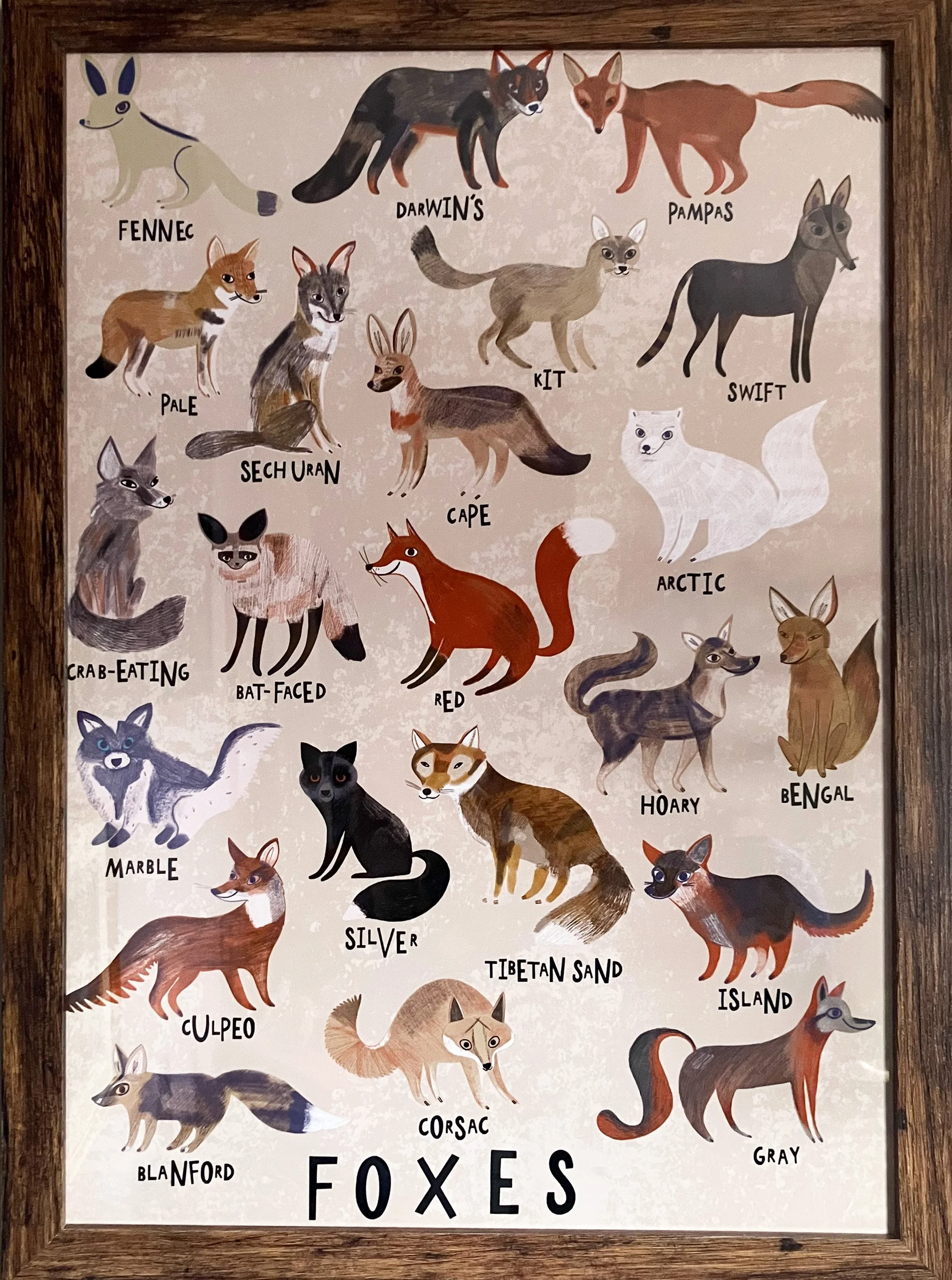 foxes2.jpg