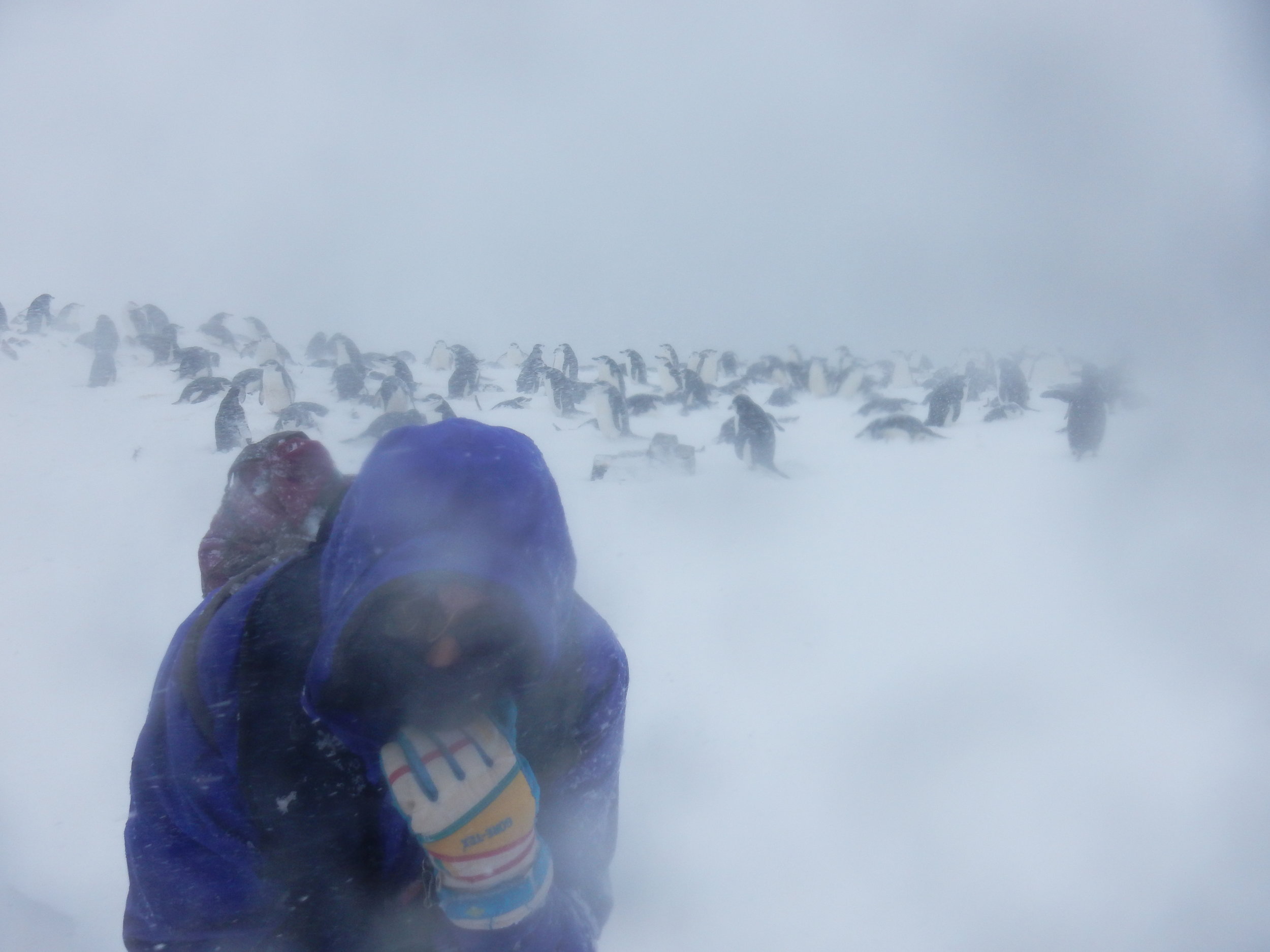 antarctica snow penguins.JPG